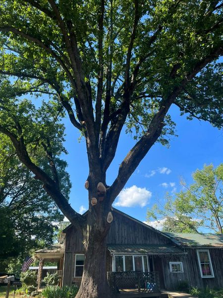 Large tree in front of a rustic house under a bright blue sky