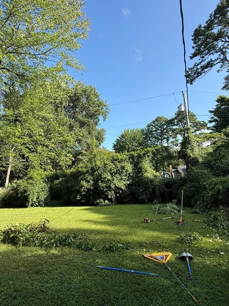 Sunny grassy yard with trees, blue sky, and a kite line with a small kite on the ground