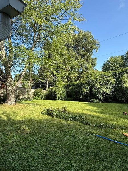 Sunny backyard with green lawn, leafy trees, bushes, and a blue hose on the grass.