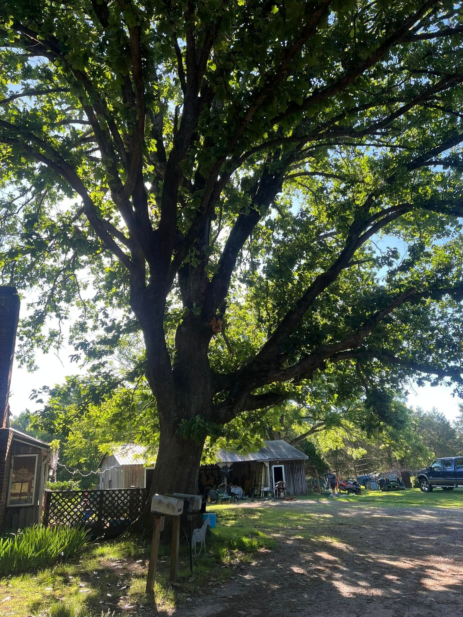 Large leafy tree shading a rural yard with a dirt path and small house in the background