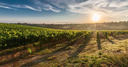 The sun is shining through the clouds over a vineyard at sunset.