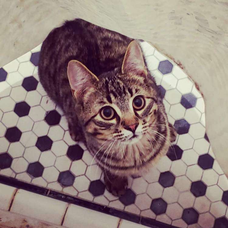 About Mew Mew House Williamson, NY Mew Mew House