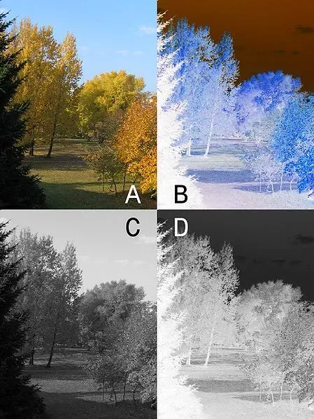 Negative — Williamson, NY — Paleopix Negative — Williamson, NY — Paleopix