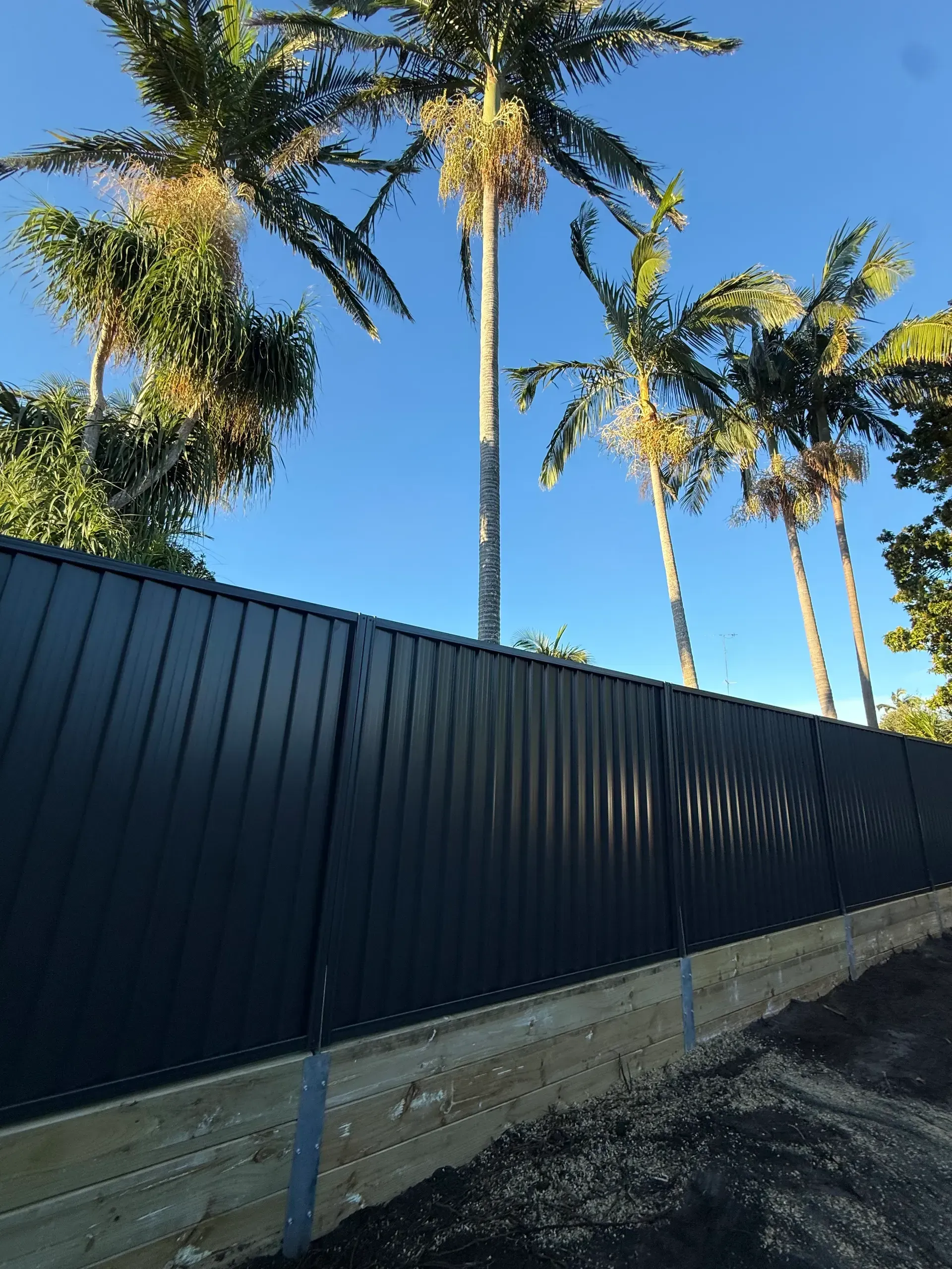 Black metal fence along a curb with tall palm trees against a clear blue sky.