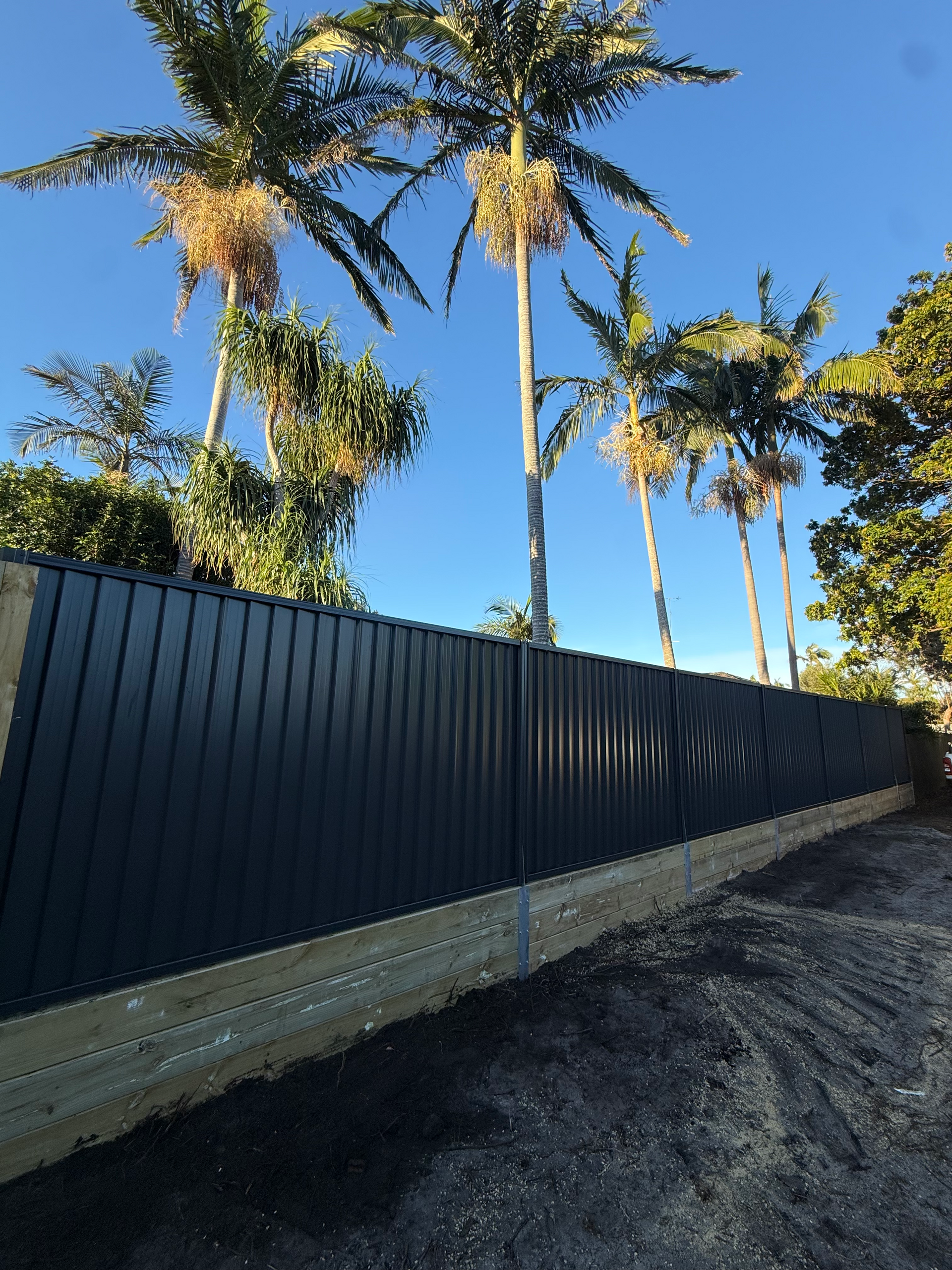 Tall palm trees above a black fence beside a gravel road under a clear blue sky