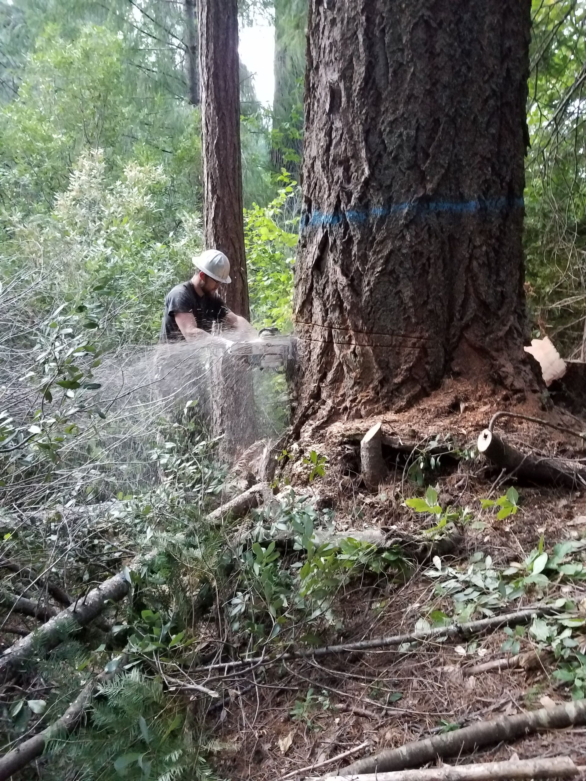 A person in a hard hat uses a chainsaw on a large tree trunk marked with a blue line in a forest setting.
