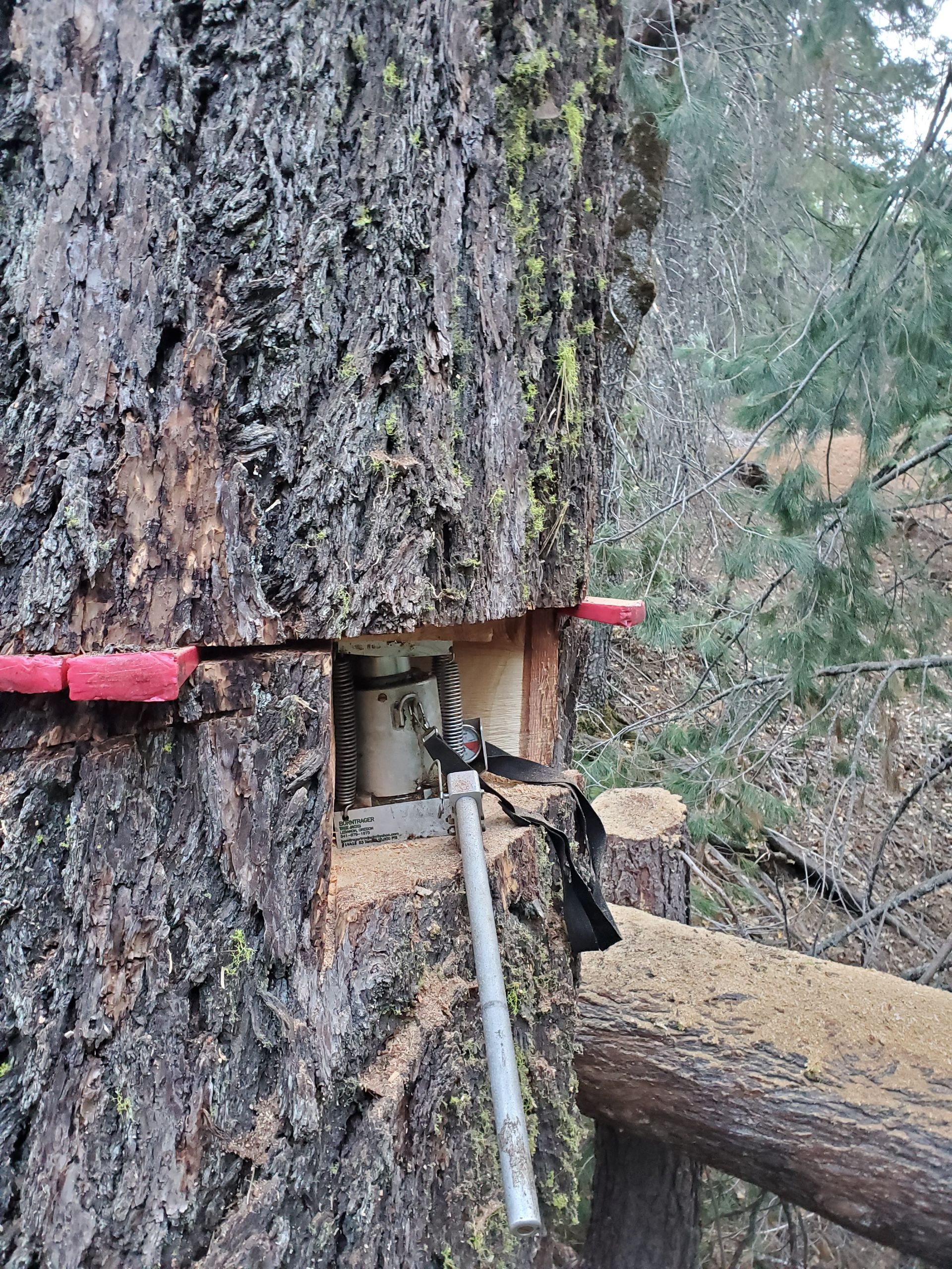 A hydraulic wedge inserted into a cut on a pine tree trunk to aid in controlled felling in a wooded area.