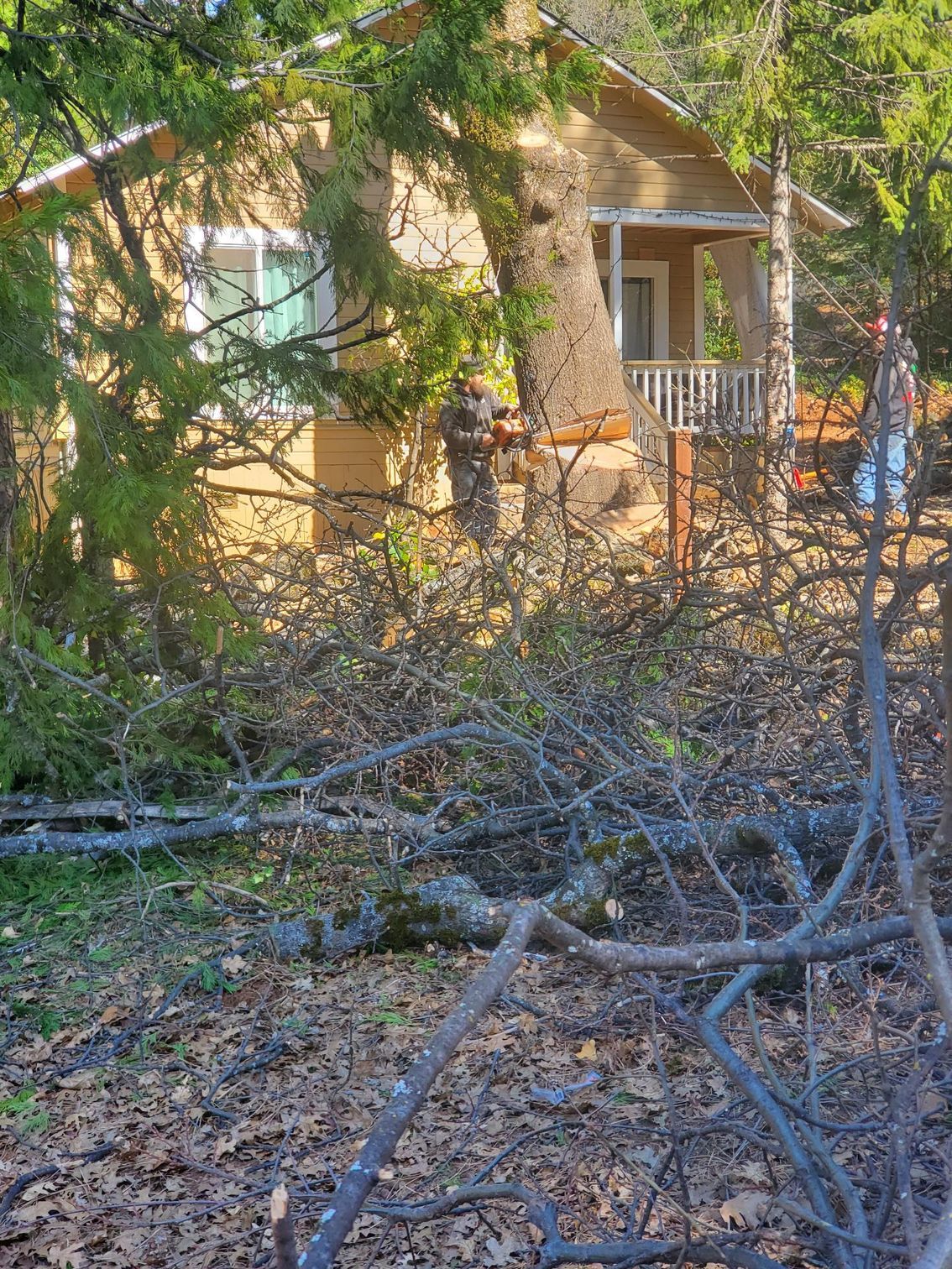 A person operating a chainsaw to cut a large tree trunk directly in front of a tan house with a porch.