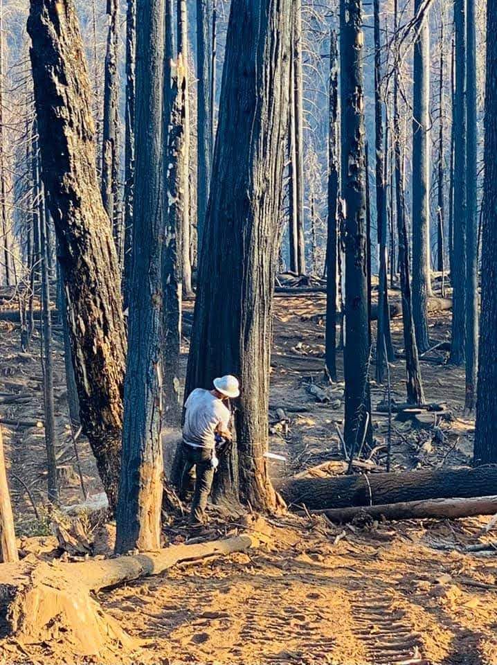 A person in protective gear uses a chainsaw to cut a charred tree trunk in a fire-damaged forest with burnt ground.