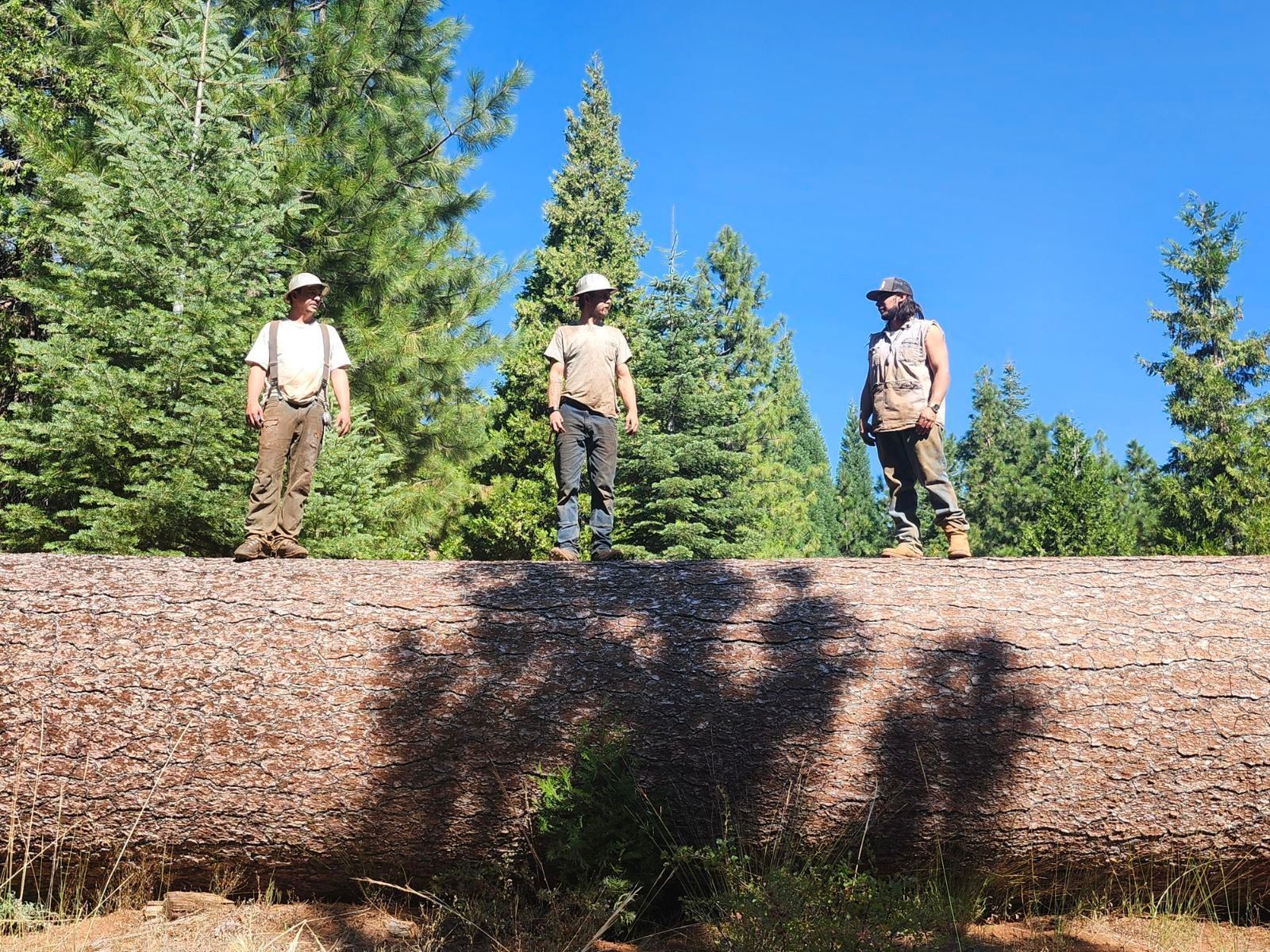 Three people stand atop a massive fallen tree trunk in a sunlit forest, with their shadows cast onto the bark below.