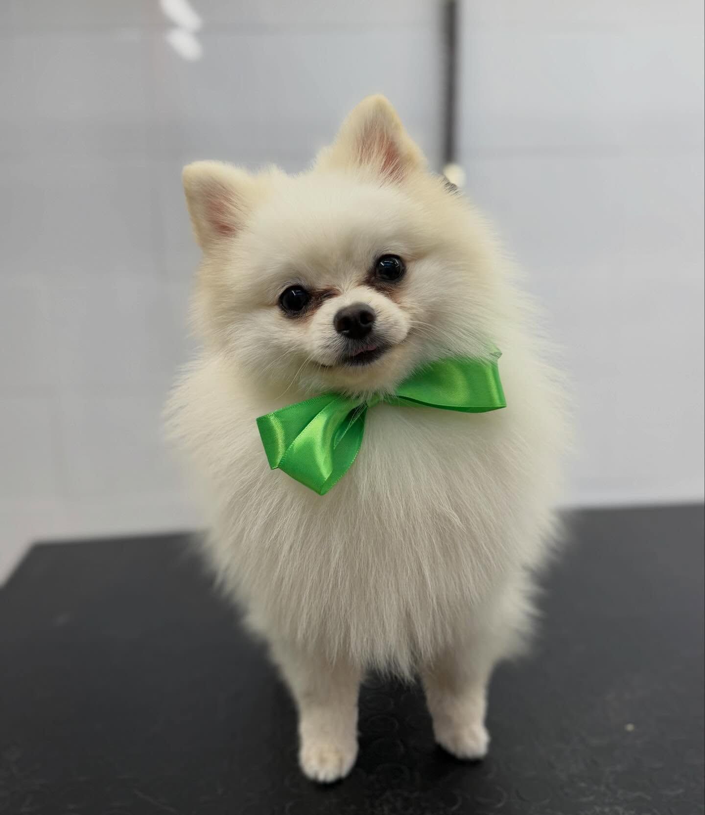 Un cagnolino bianco e soffice con un fiocco verde brillante, in piedi su una superficie nera in un ambiente interno.