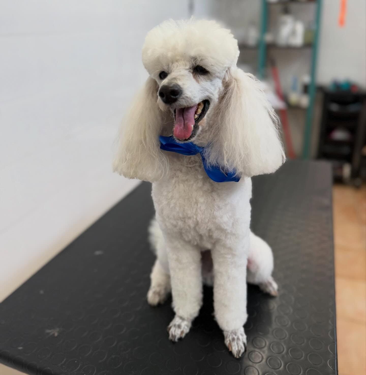Barboncino bianco con bandana blu seduto su un tavolo da toelettatura, con la lingua di fuori, in un salone.