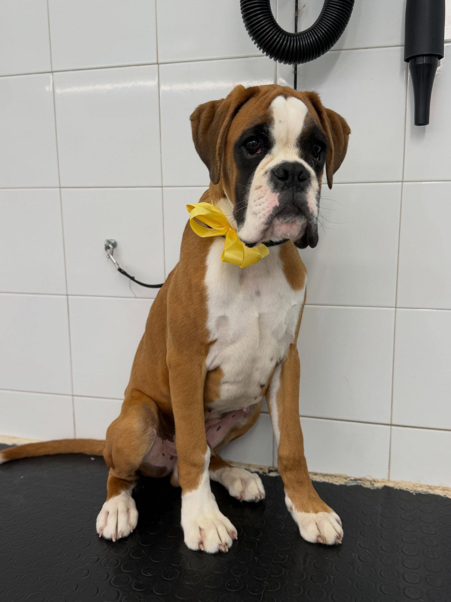 Cucciolo di boxer marrone e bianco con una bandana gialla seduto su un tavolo da toelettatura in una stanza piastrellata.
