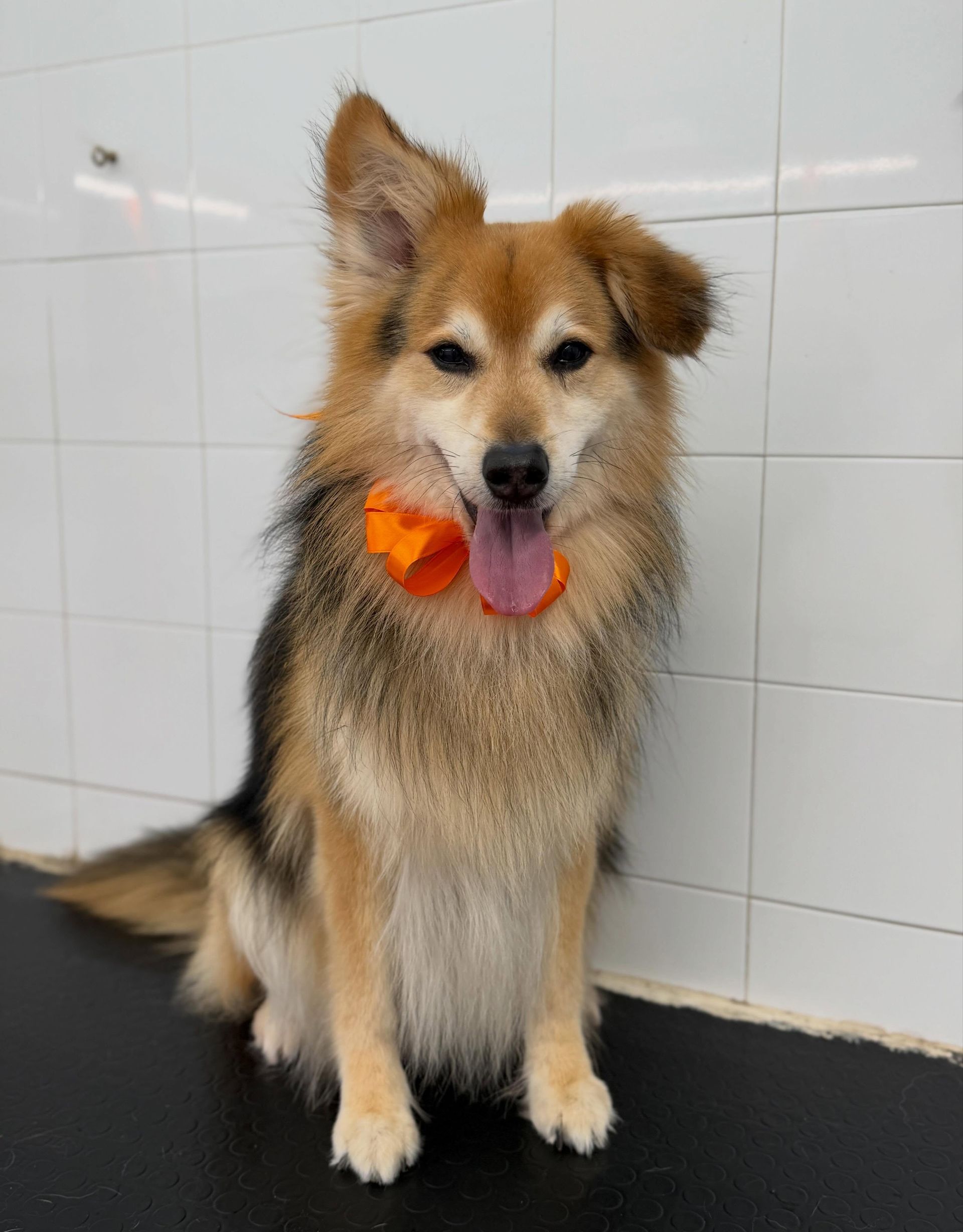 Un cane soffice, color beige e bianco, è seduto su un pavimento nero in una stanza piastrellata, con un giocattolo arancione in bocca.