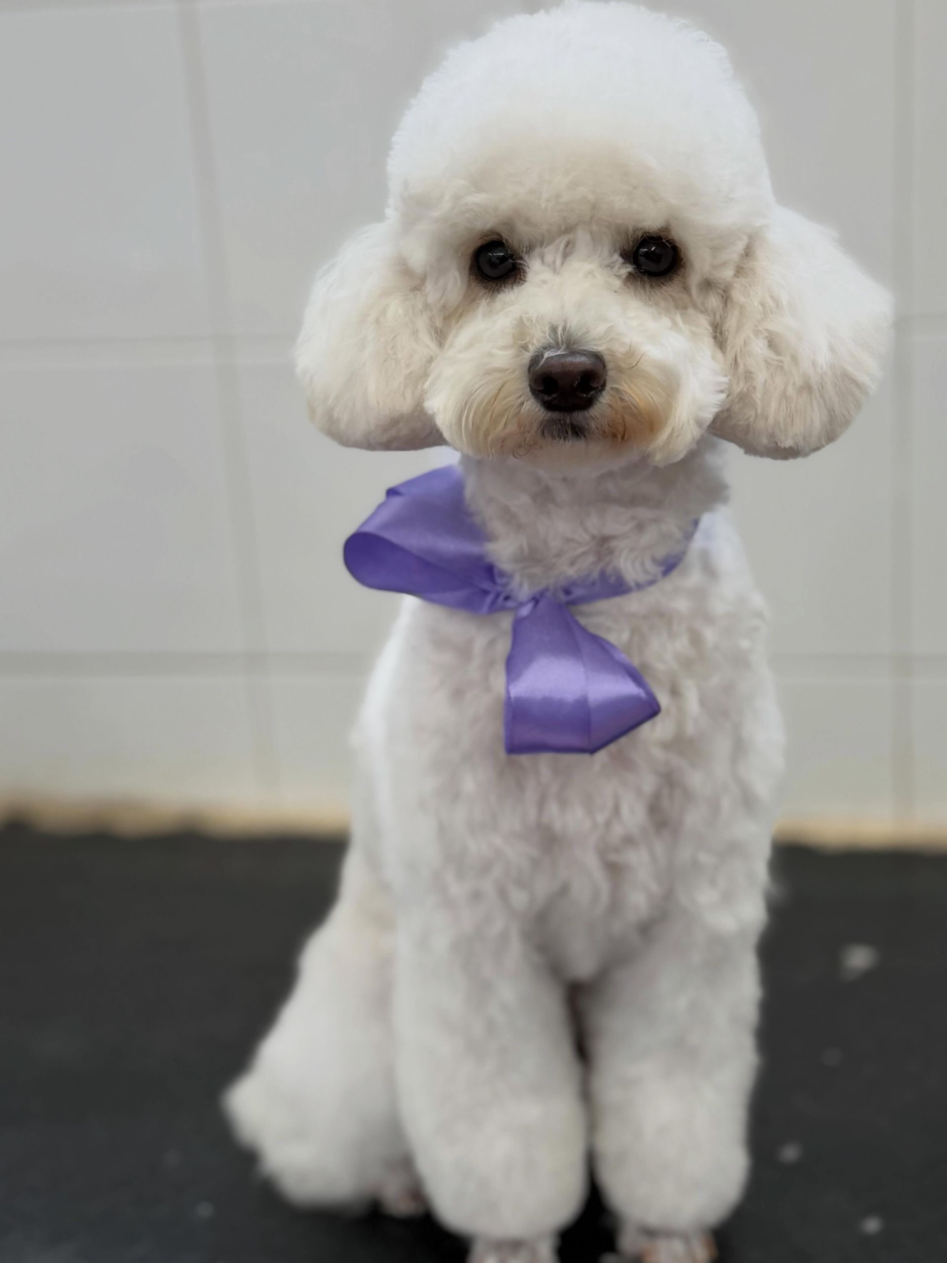 Un piccolo barboncino bianco con un nastro viola è seduto su un pavimento scuro, appoggiato a una parete chiara.