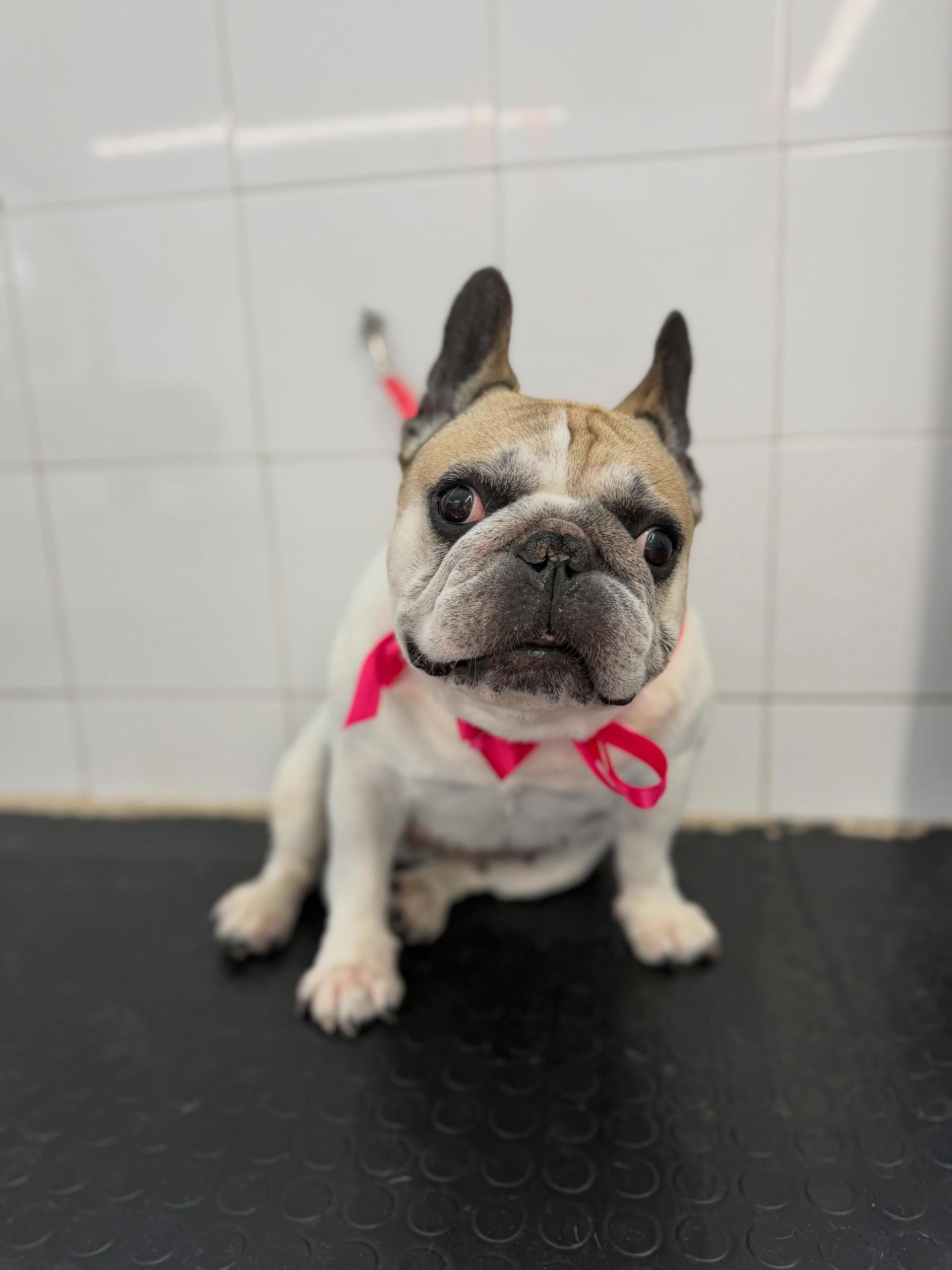 Bulldog francese con una bandana rosa seduto su un pavimento nero contro una parete piastrellata di bianco