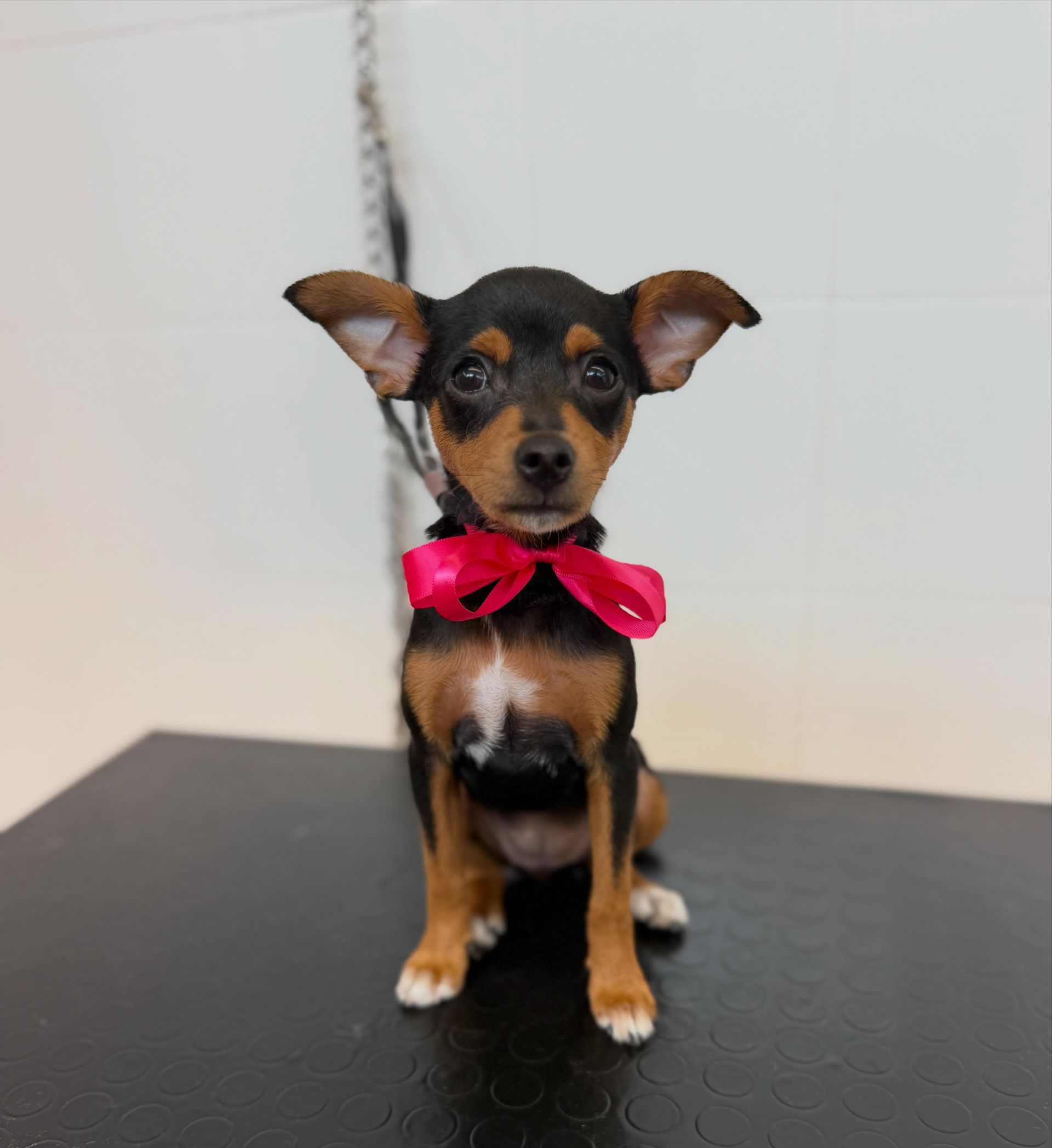 Un piccolo cucciolo nero focato con un fiocco rosa acceso, seduto su un tavolo da toelettatura.