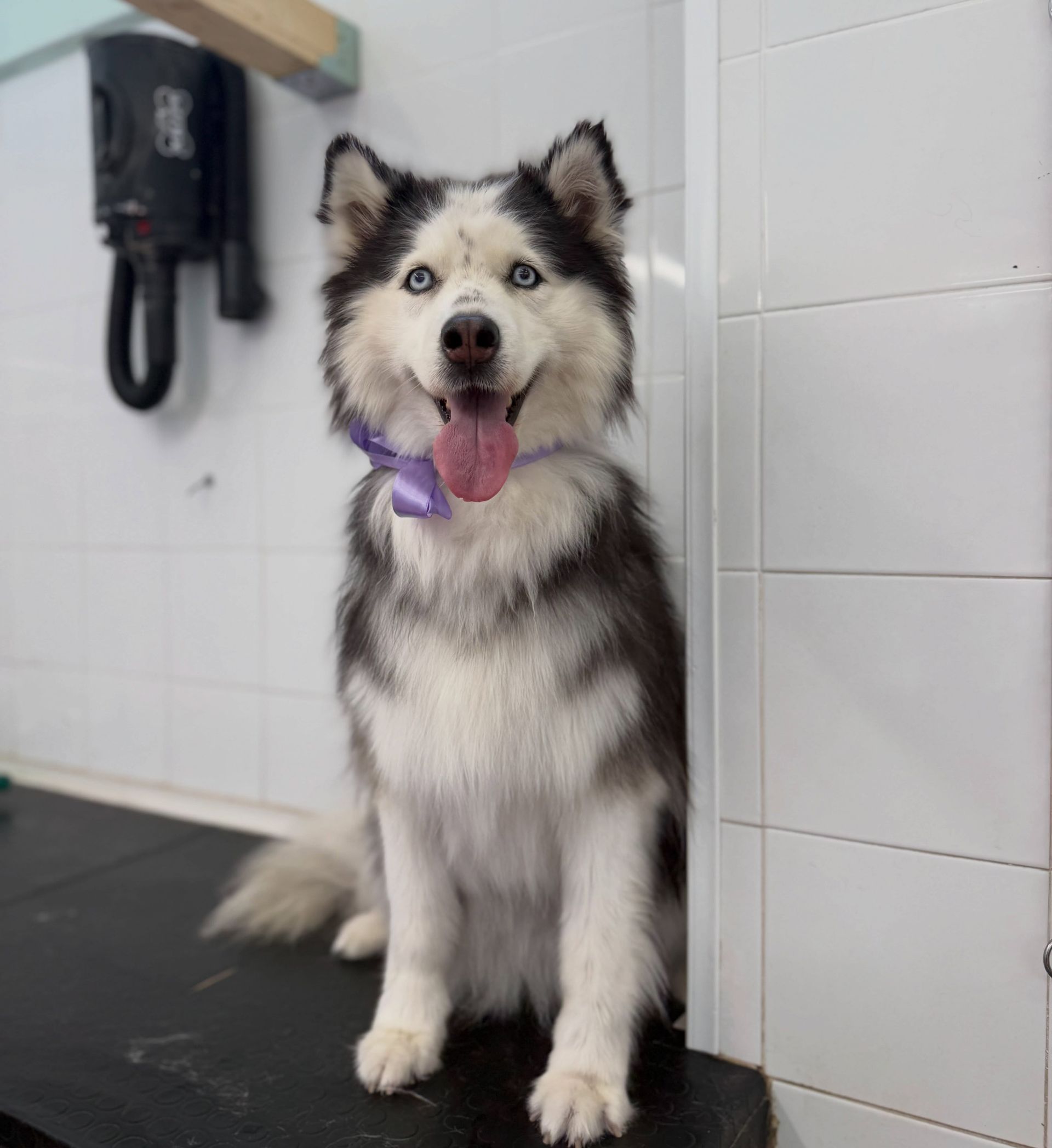 Cane soffice bianco e nero con collare viola seduto su un tavolo da toelettatura, con la lingua di fuori