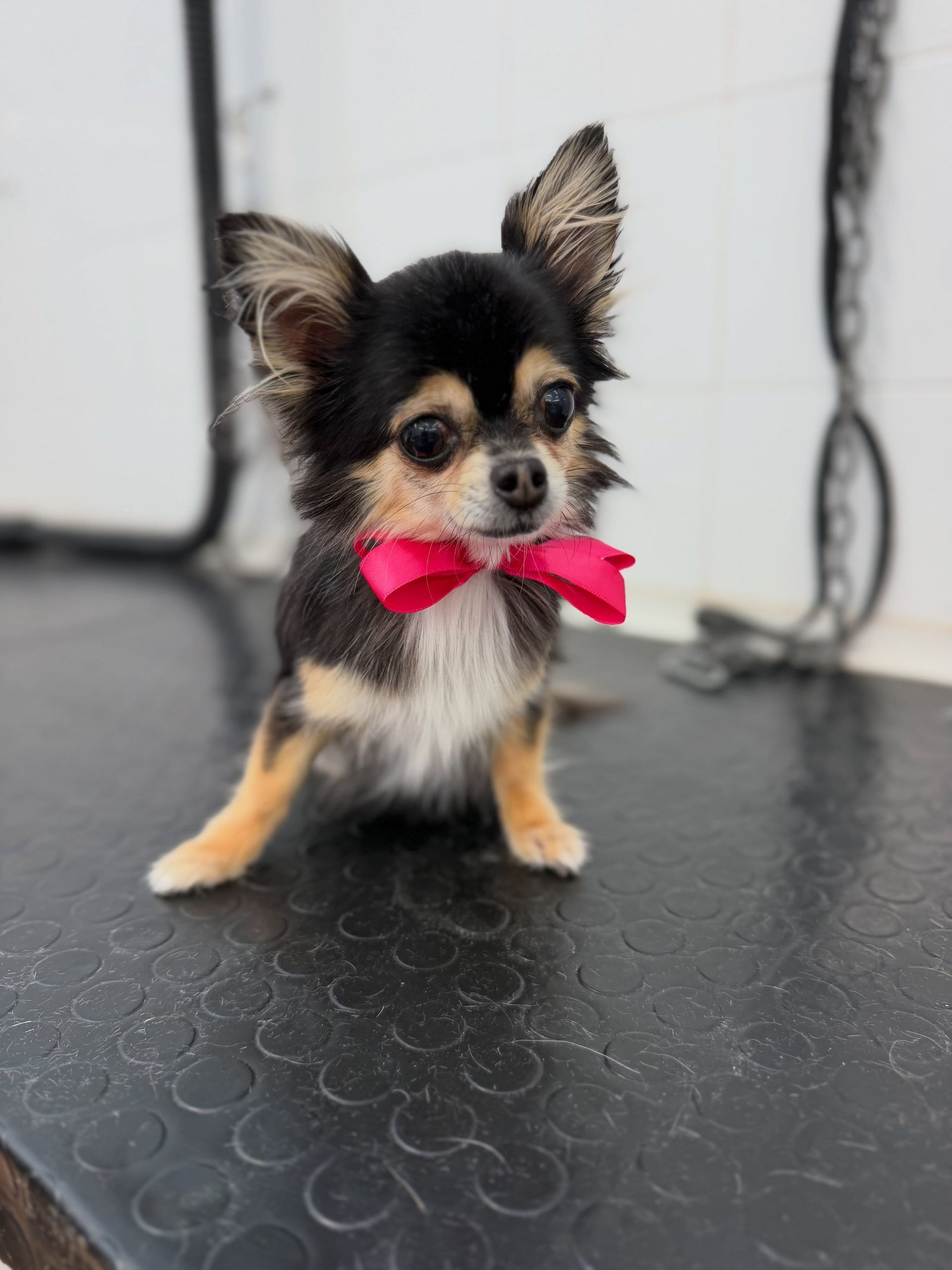 Un piccolo chihuahua nero e marrone con un fiocco rosa acceso sul pavimento dello studio.