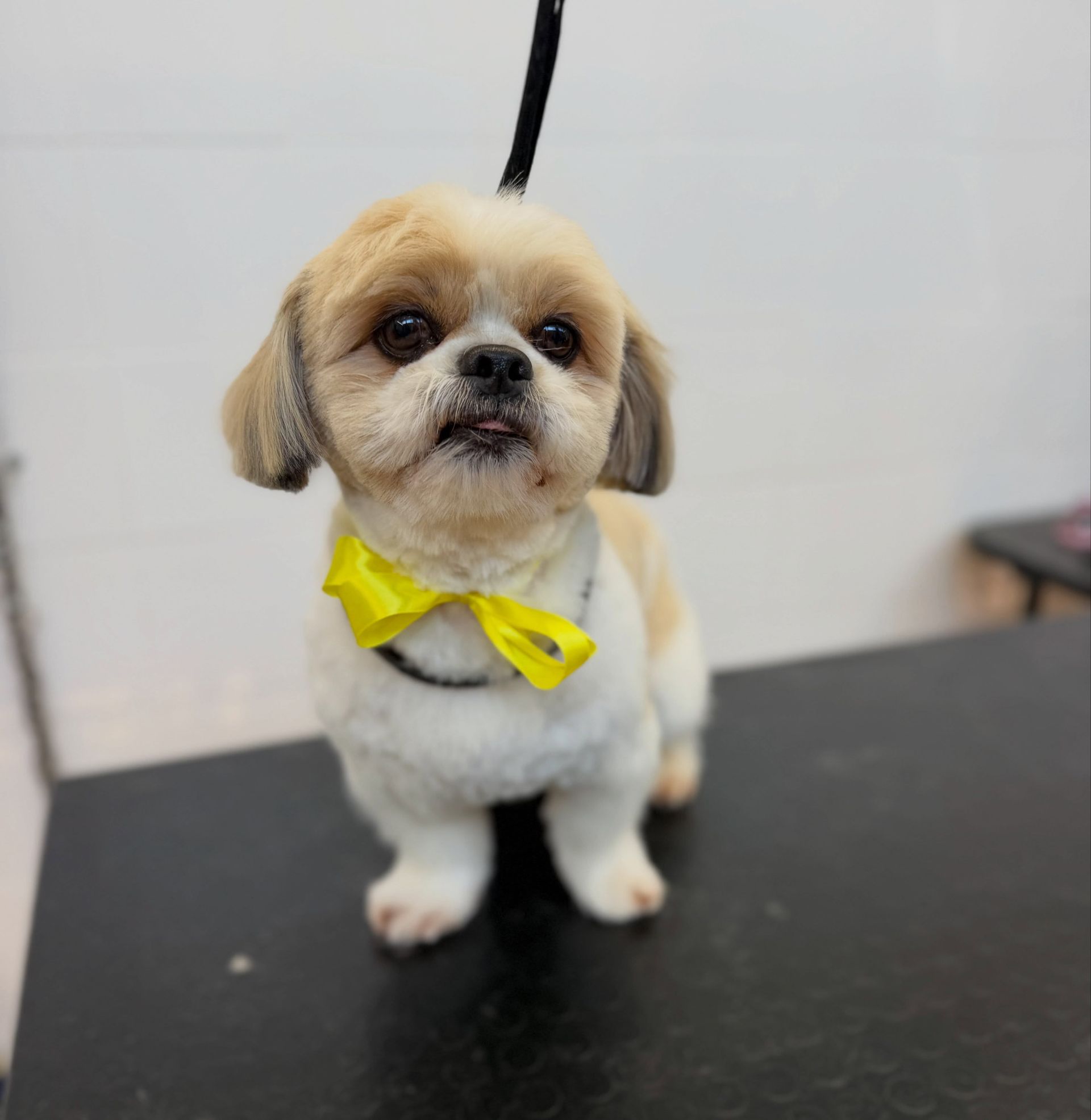 Un cagnolino soffice, color beige e bianco, con un fiocco giallo brillante al collo, è in piedi su un tavolo da toelettatura.