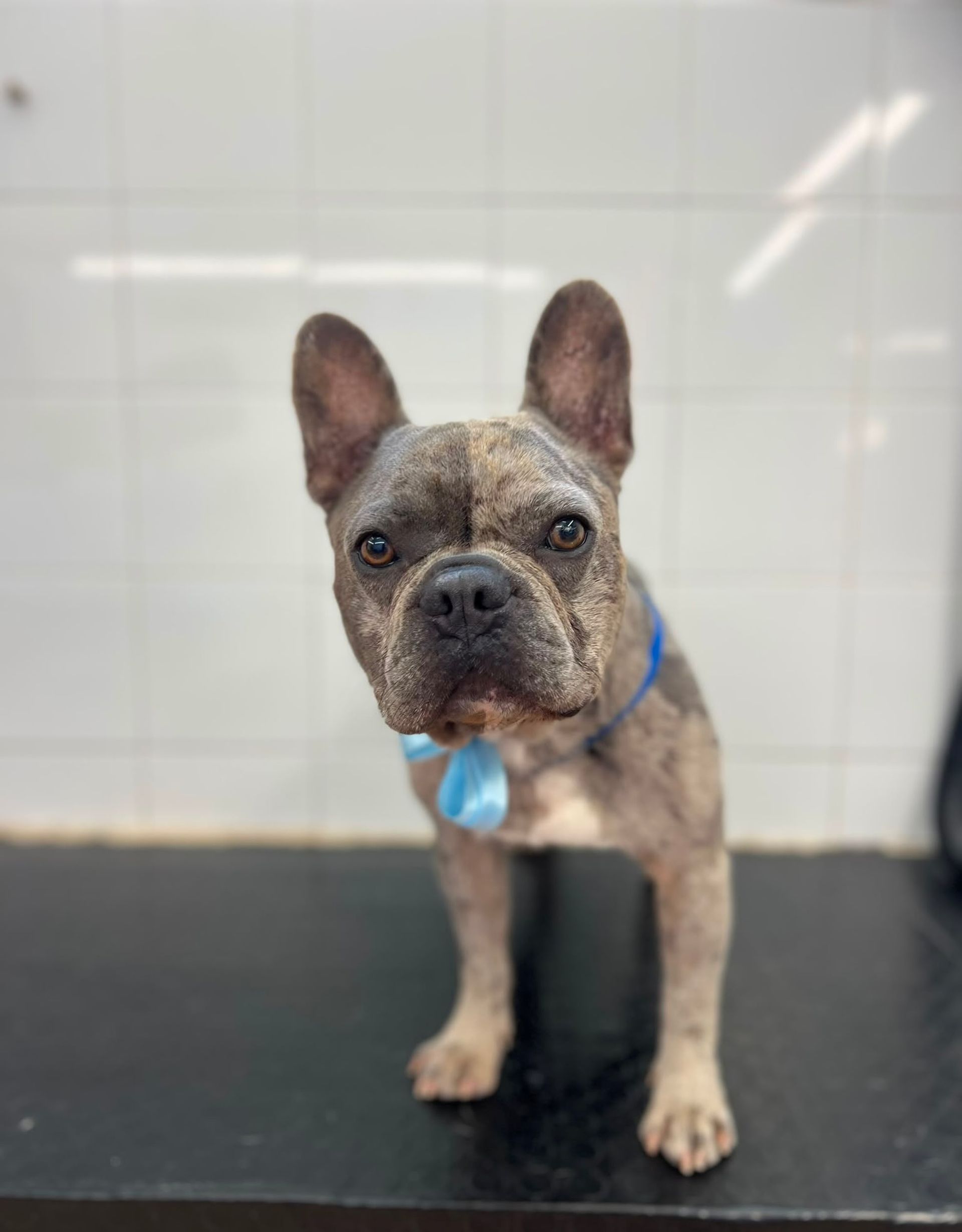 Un piccolo bulldog francese tigrato con un collare blu è in piedi su un tavolo nero, appoggiato a una parete piastrellata di bianco.