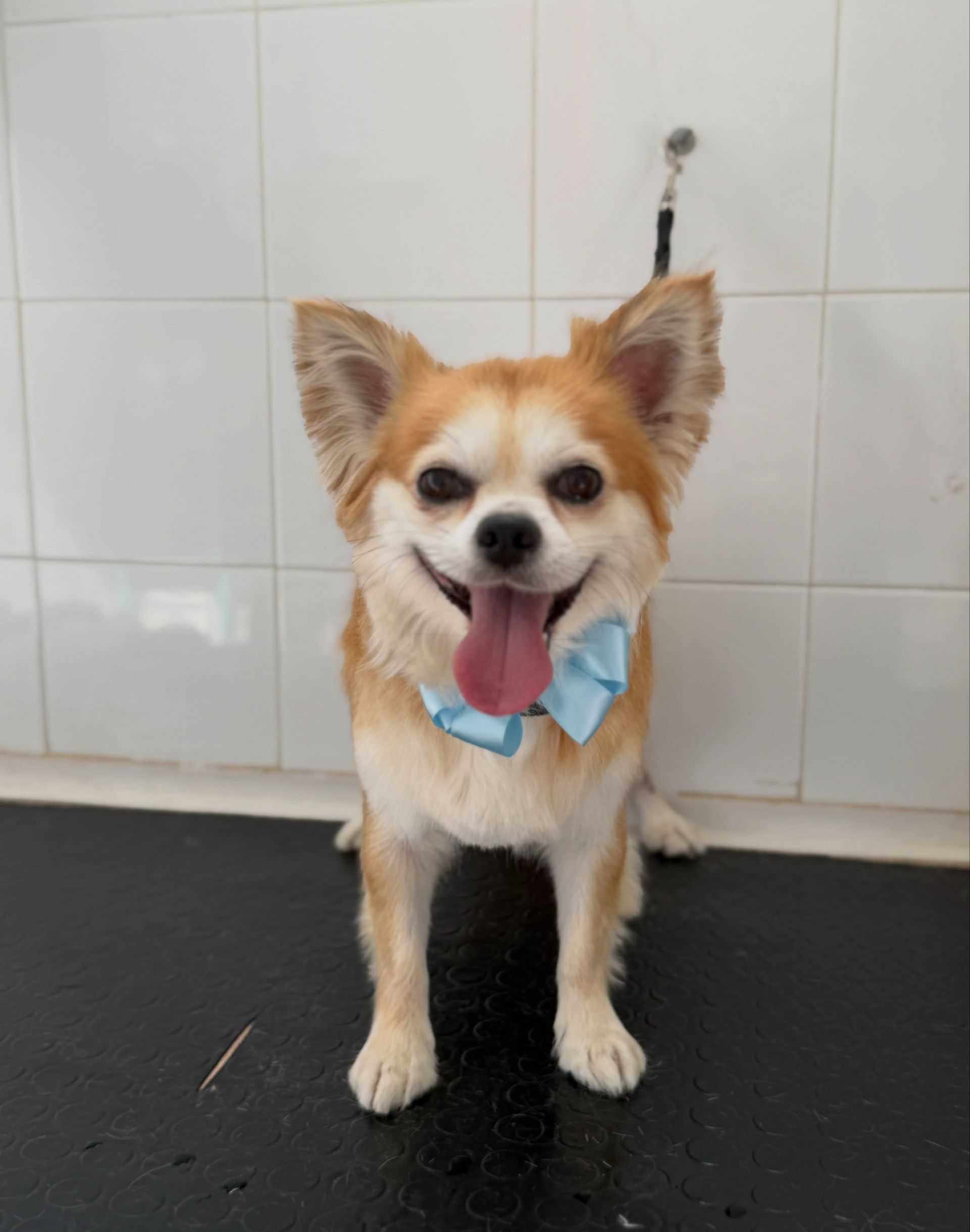 Un cagnolino color beige e bianco con un fiocco blu è seduto su un tavolo da toelettatura, con la lingua di fuori, contro una parete piastrellata di bianco.