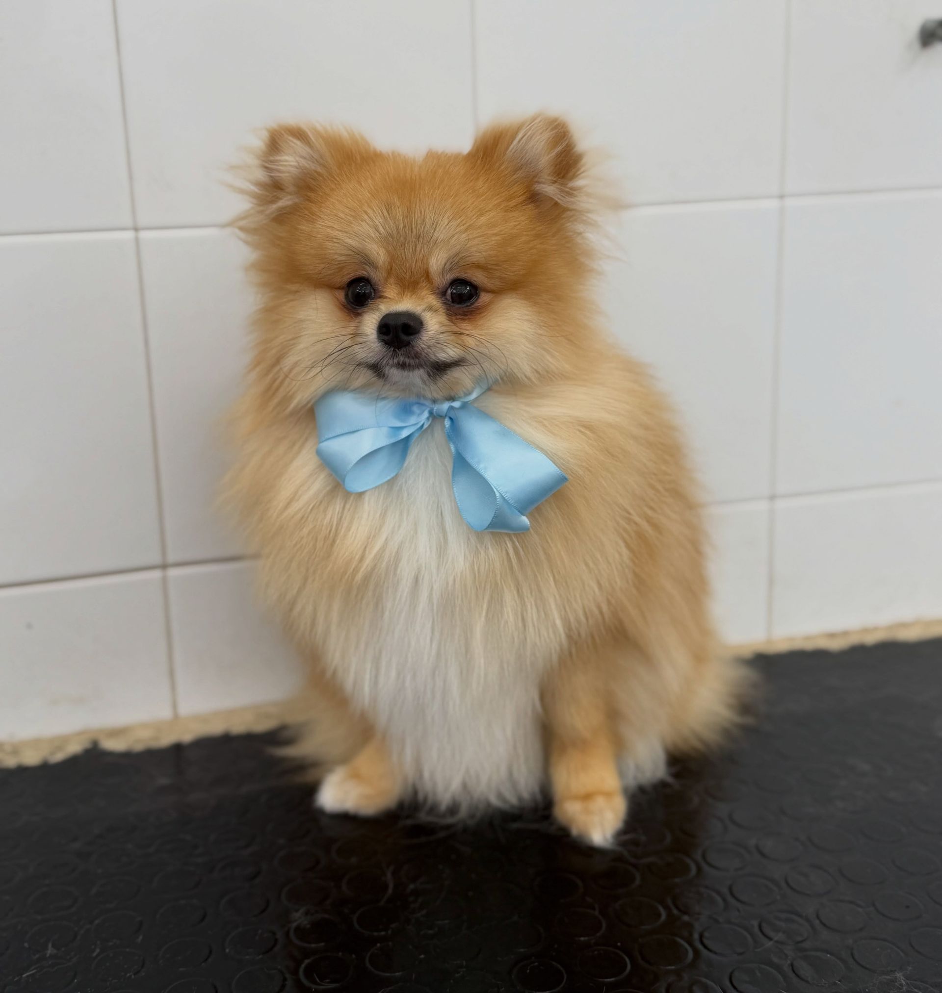 Un piccolo e soffice Pomerania color beige con un nastro blu, seduto su un tappetino nero su piastrelle bianche.
