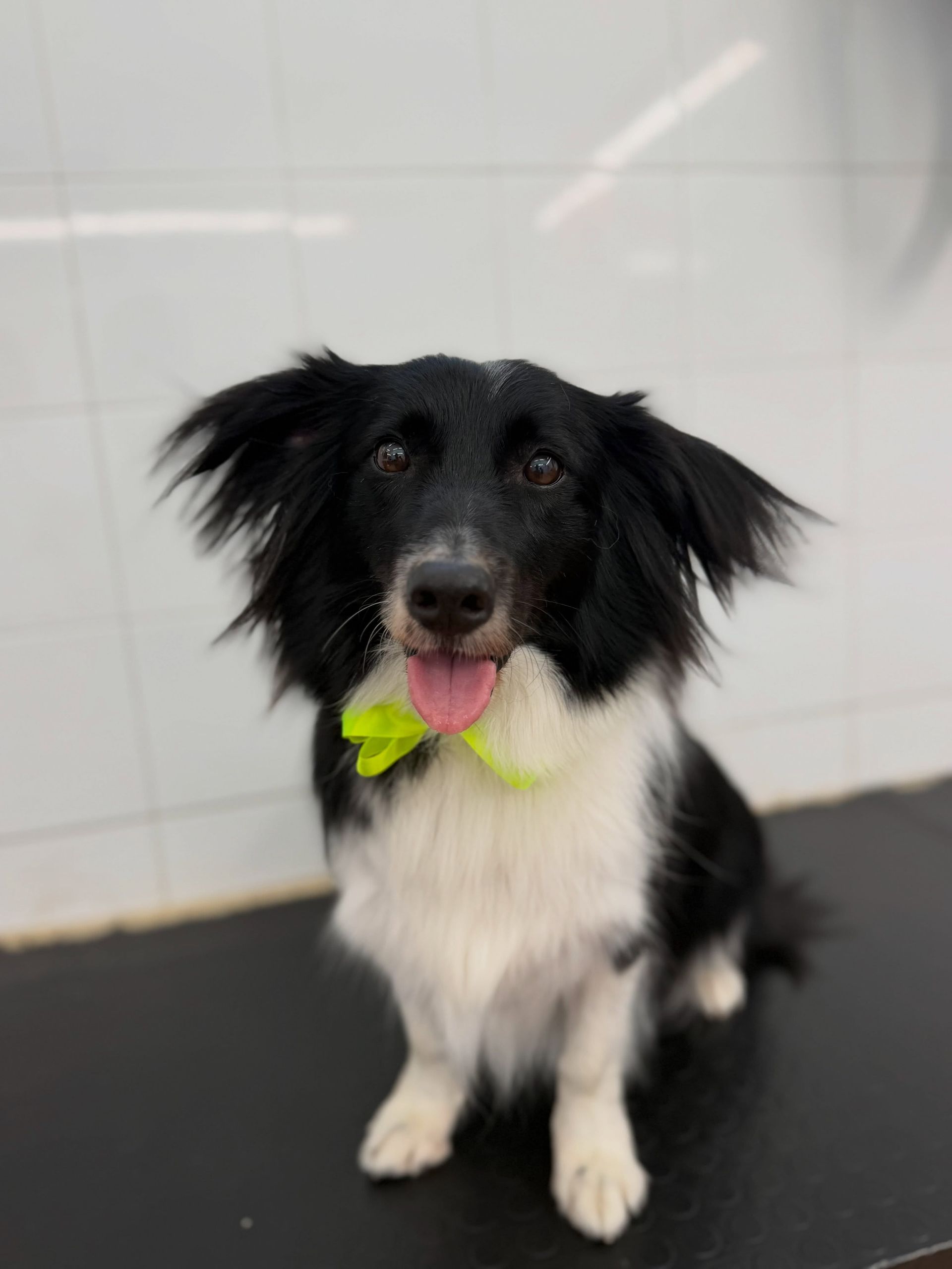 Cane bianco e nero con la lingua rosa seduto su un tavolo da toelettatura, con in mano un giocattolo verde.