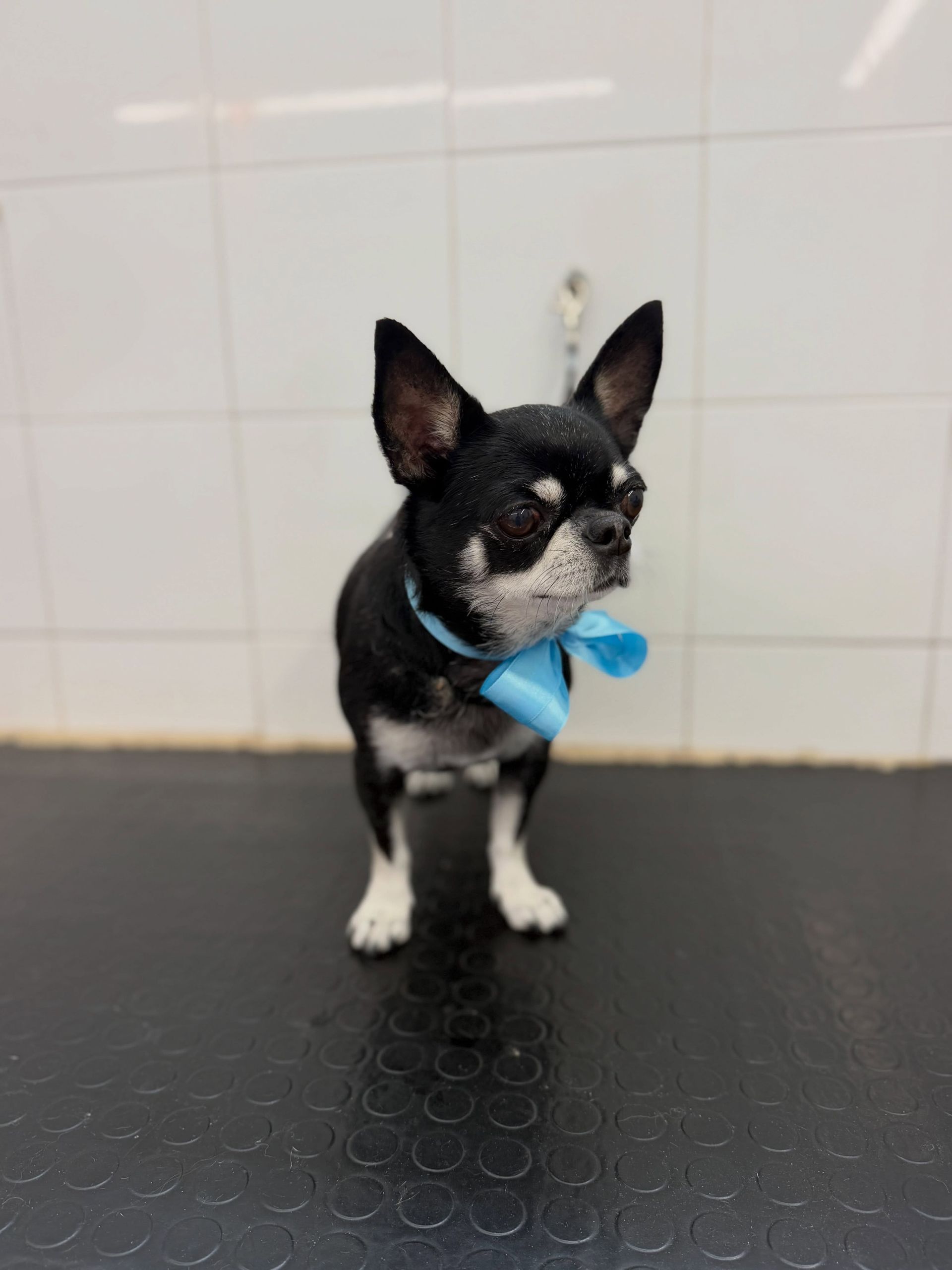Un piccolo chihuahua bianco e nero con un papillon blu, in piedi su un tavolo nero in una stanza piastrellata.