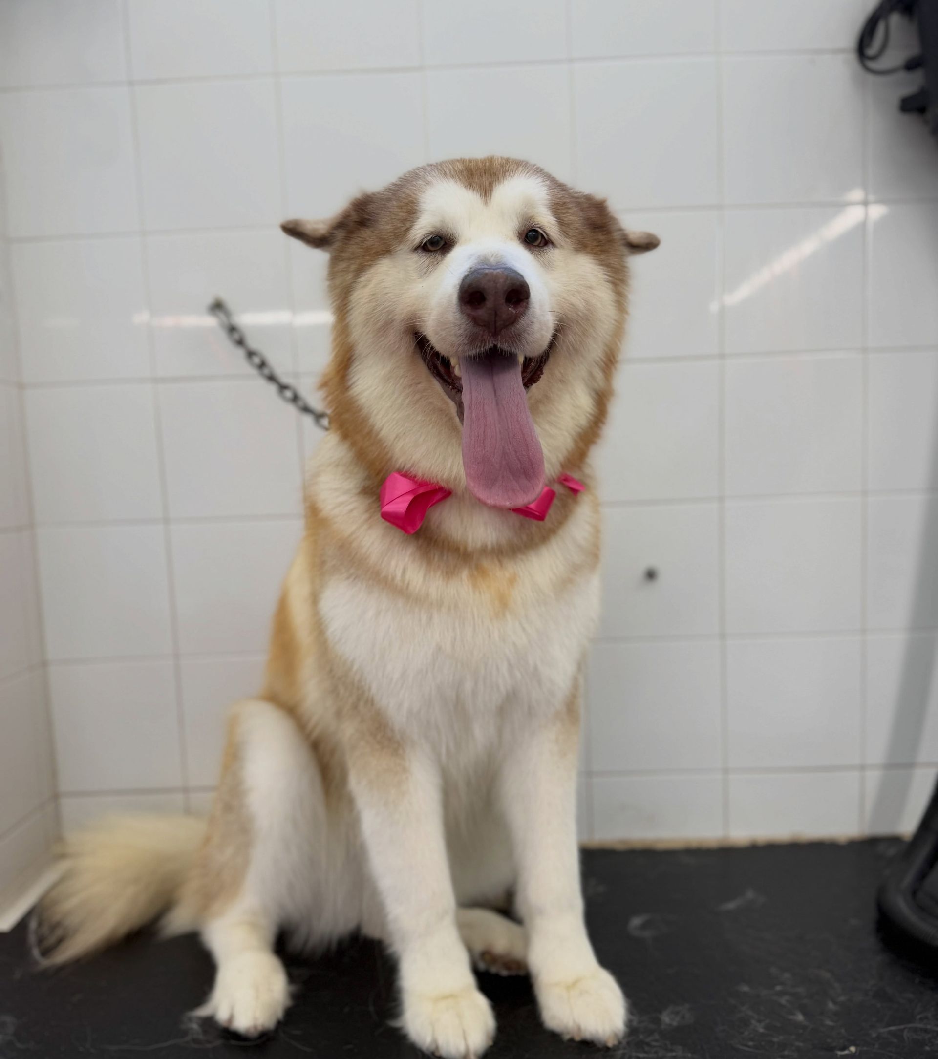 Un husky felice è seduto su un pavimento nero, con la lingua di fuori, e indossa un collare con fiocco rosa davanti a delle piastrelle bianche.