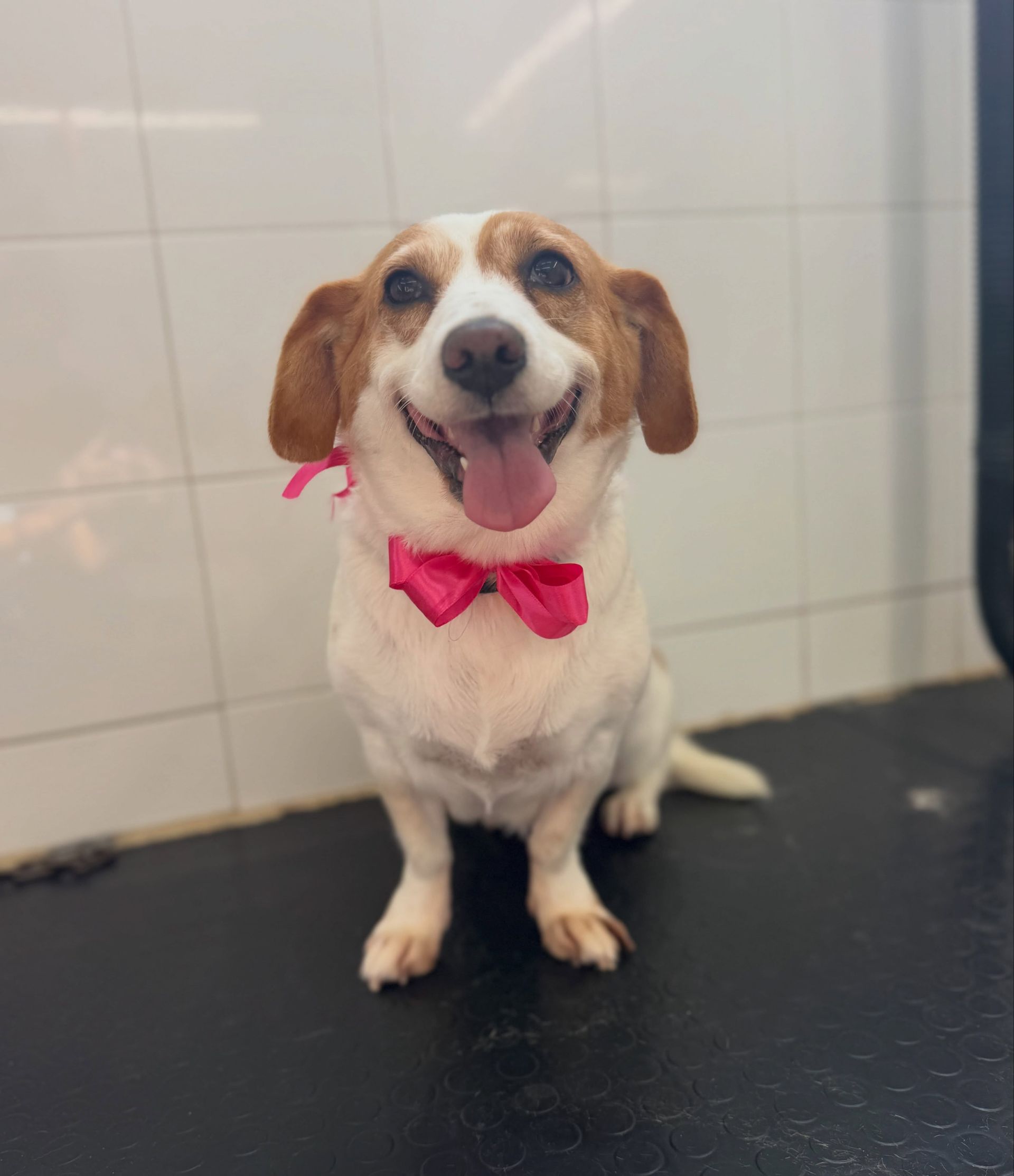 Un cagnolino marrone e bianco con un papillon rosa, seduto su un tavolo nero, ansimante e felice.