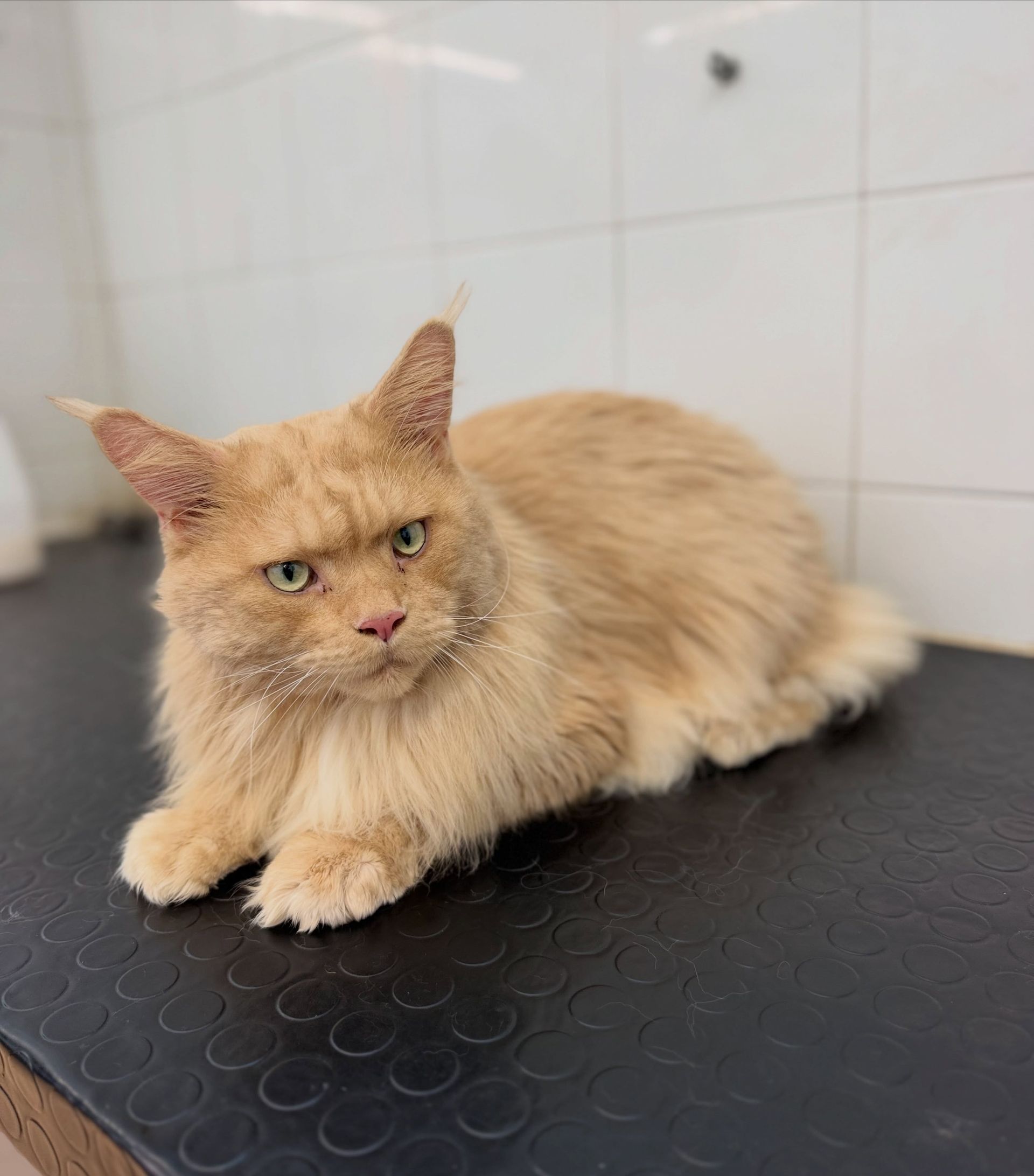 Un soffice gatto color beige è sdraiato su un tavolo nero in una stanza piastrellata, con un'espressione leggermente imbronciata.