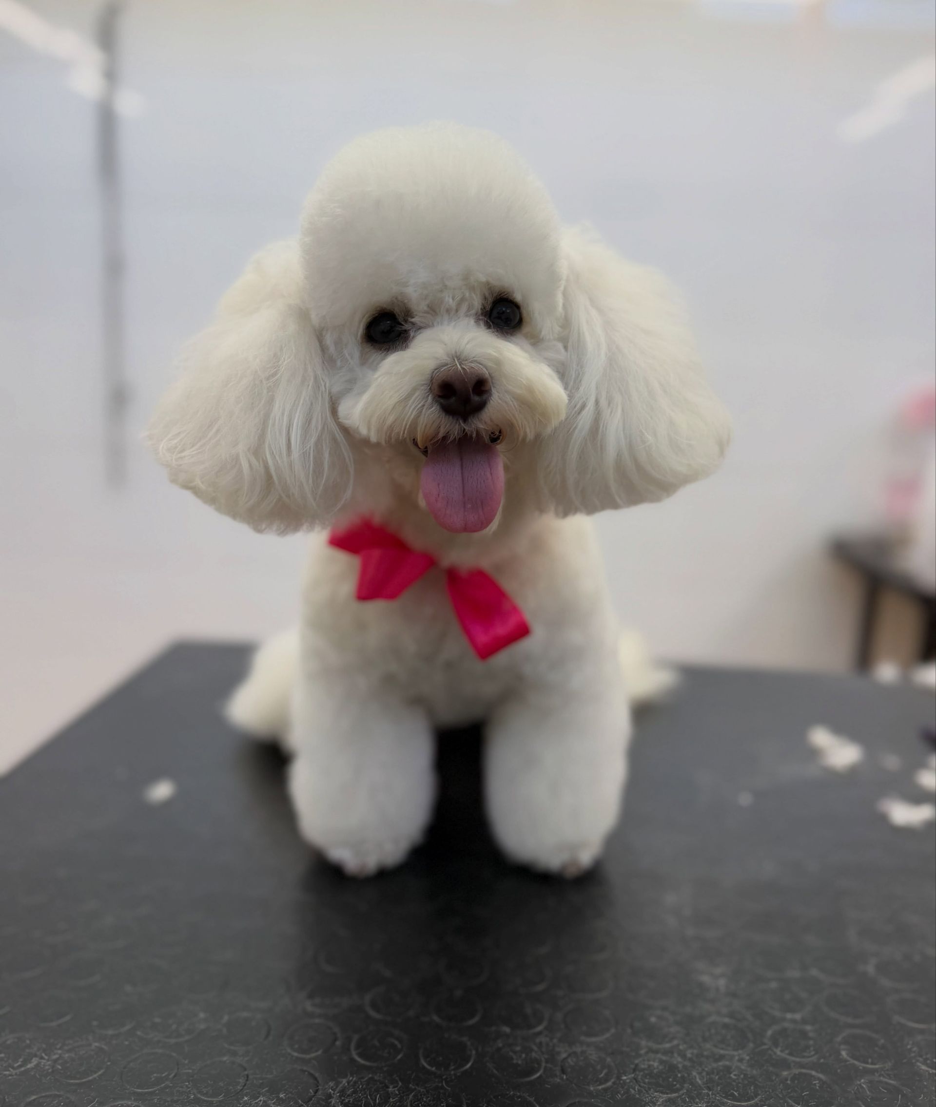 Un piccolo barboncino bianco e soffice con un fiocco rosa, seduto su un tavolo con la lingua di fuori.