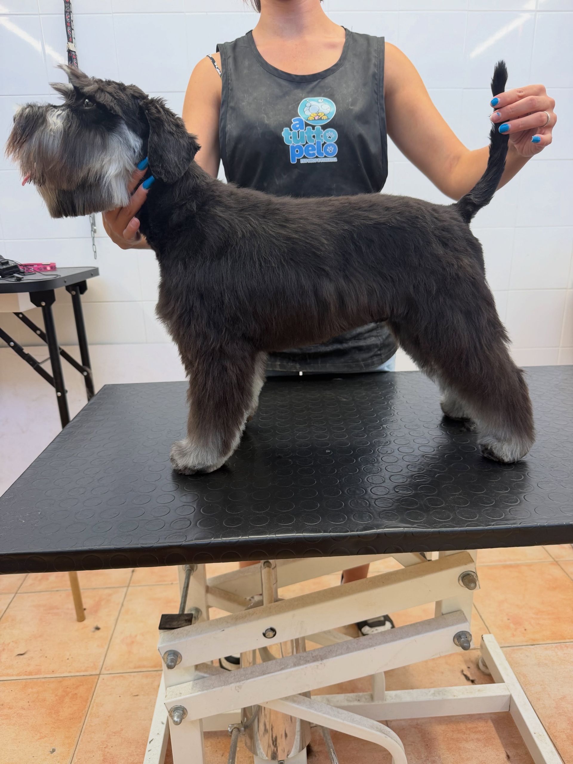 Schnauzer nero in piedi su un tavolo da toelettatura accanto a un toelettatore in un salone.