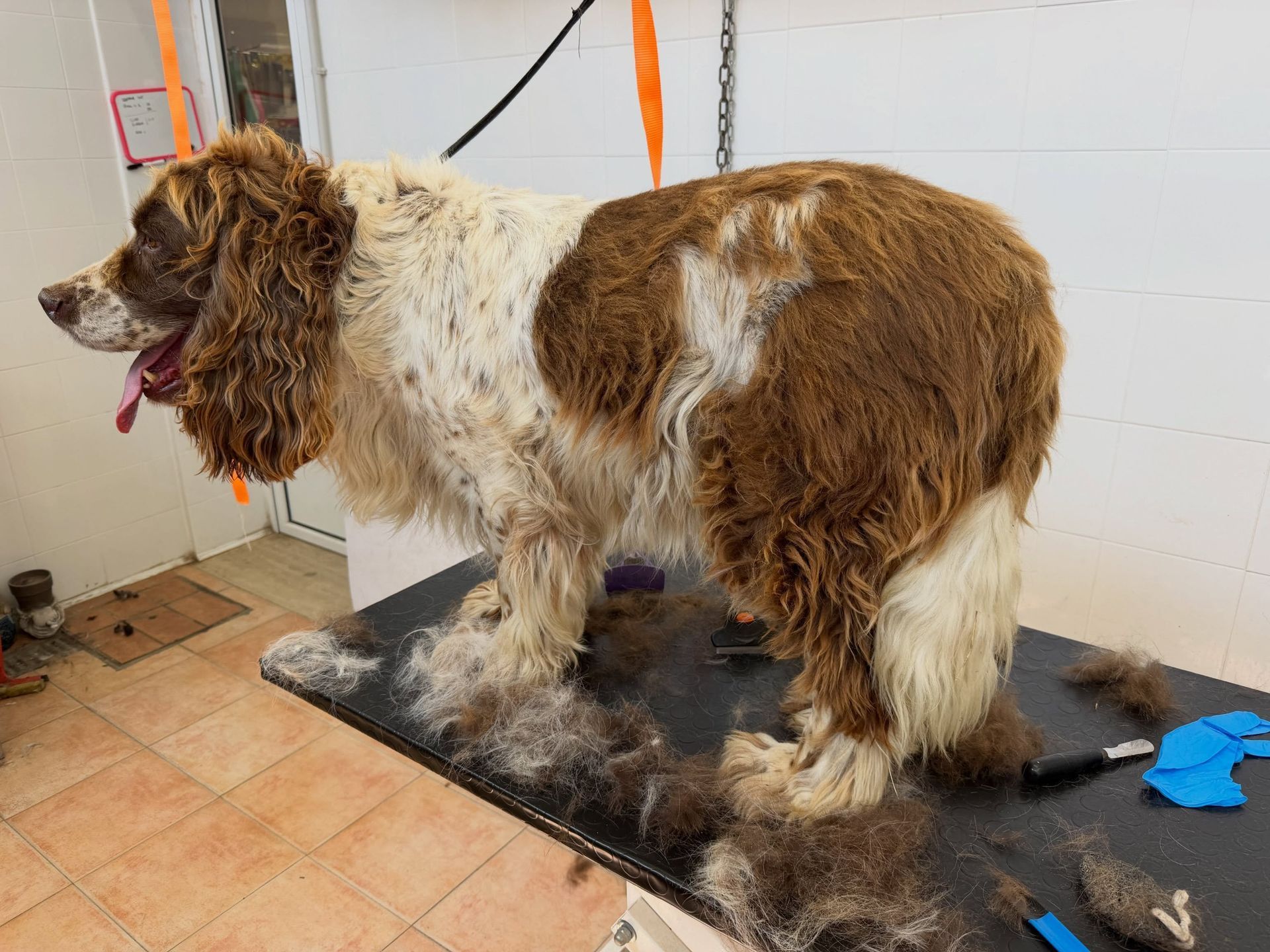 Cane bianco e marrone in piedi su un tavolo da toelettatura in una stanza piastrellata