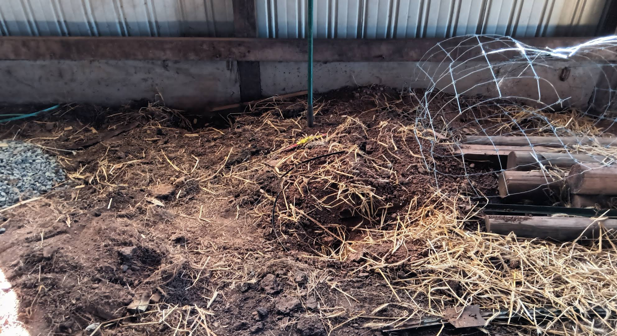 Pile of dirt and straw inside a barn, with a spiderweb in the background.