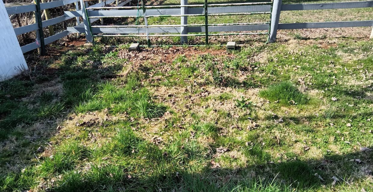 Grassy area in front of a white fence with a patch of dead leaves; bright daylight.