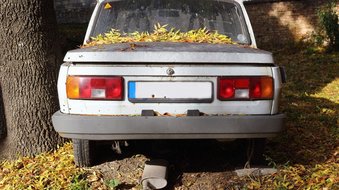 Rear view of a weathered white car with leaves on top; parked next to a tree.