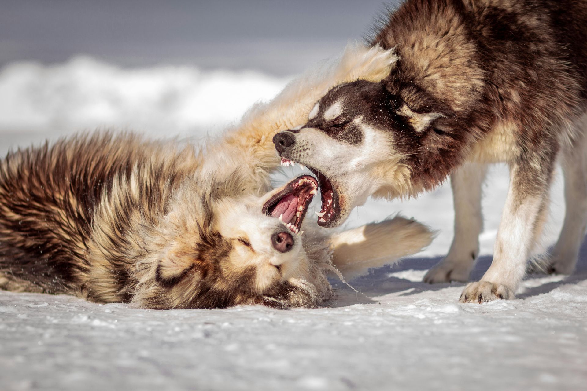 Beaumont Dog Bite Lawyers