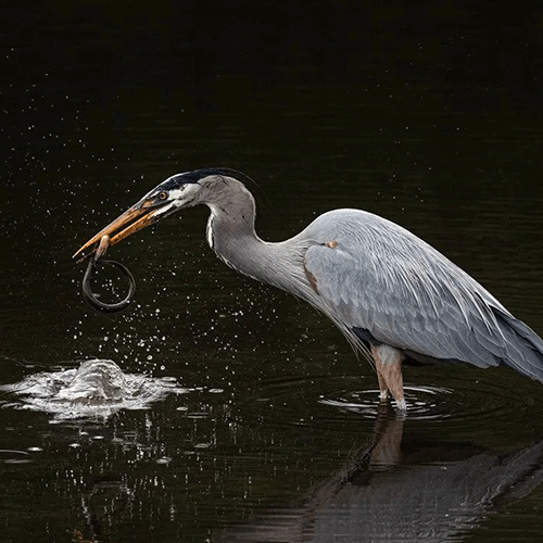 Your Photo's Sound Track