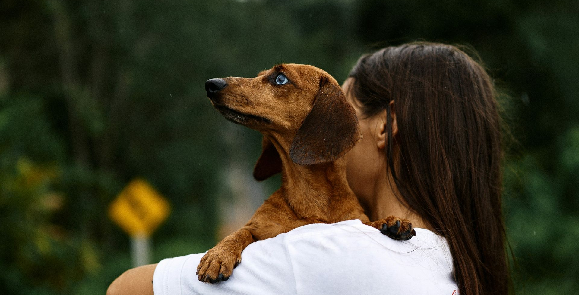 Brown dachshund perched on a woman’s shoulder outdoors, looking upward.