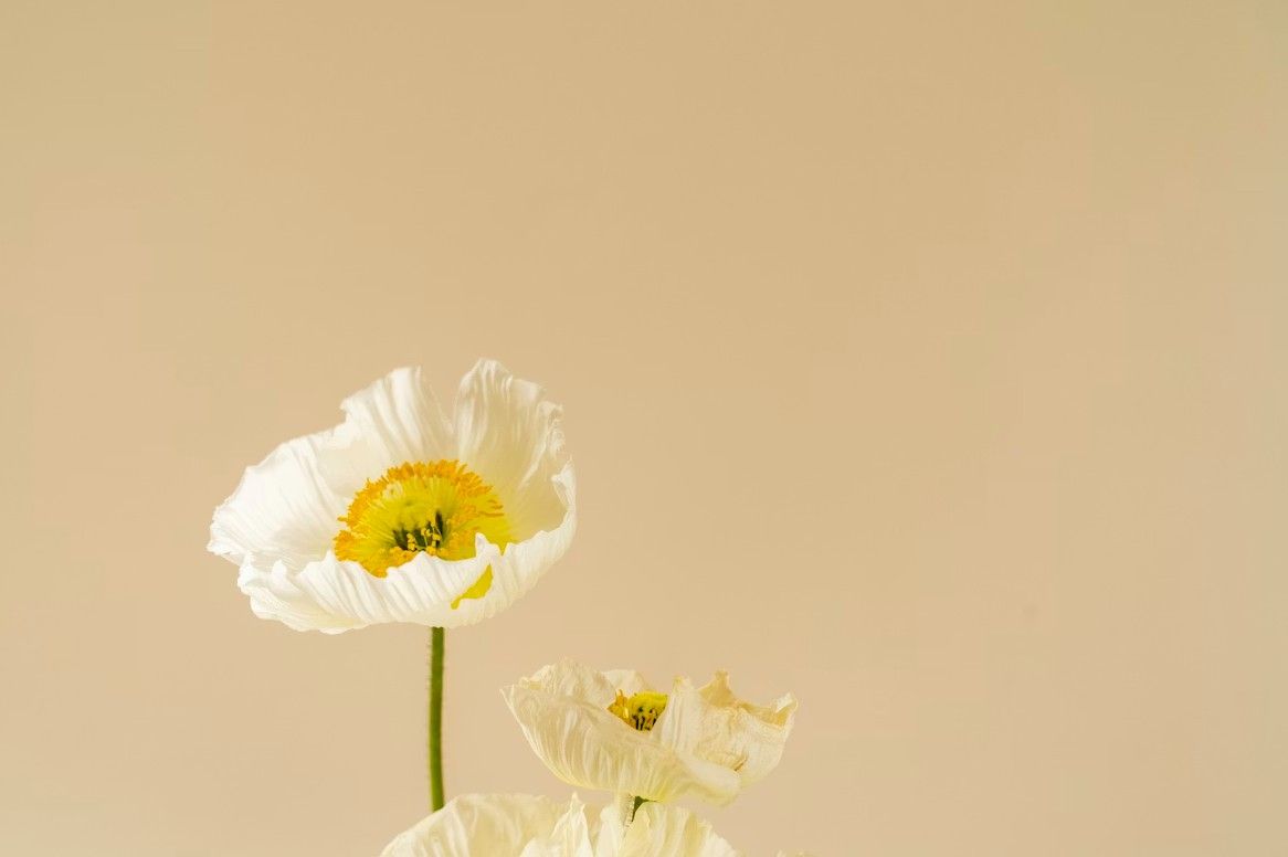 White poppy flowers on a soft neutral background representing comfort and remembrance for Weymouth, MA funeral and cremation services