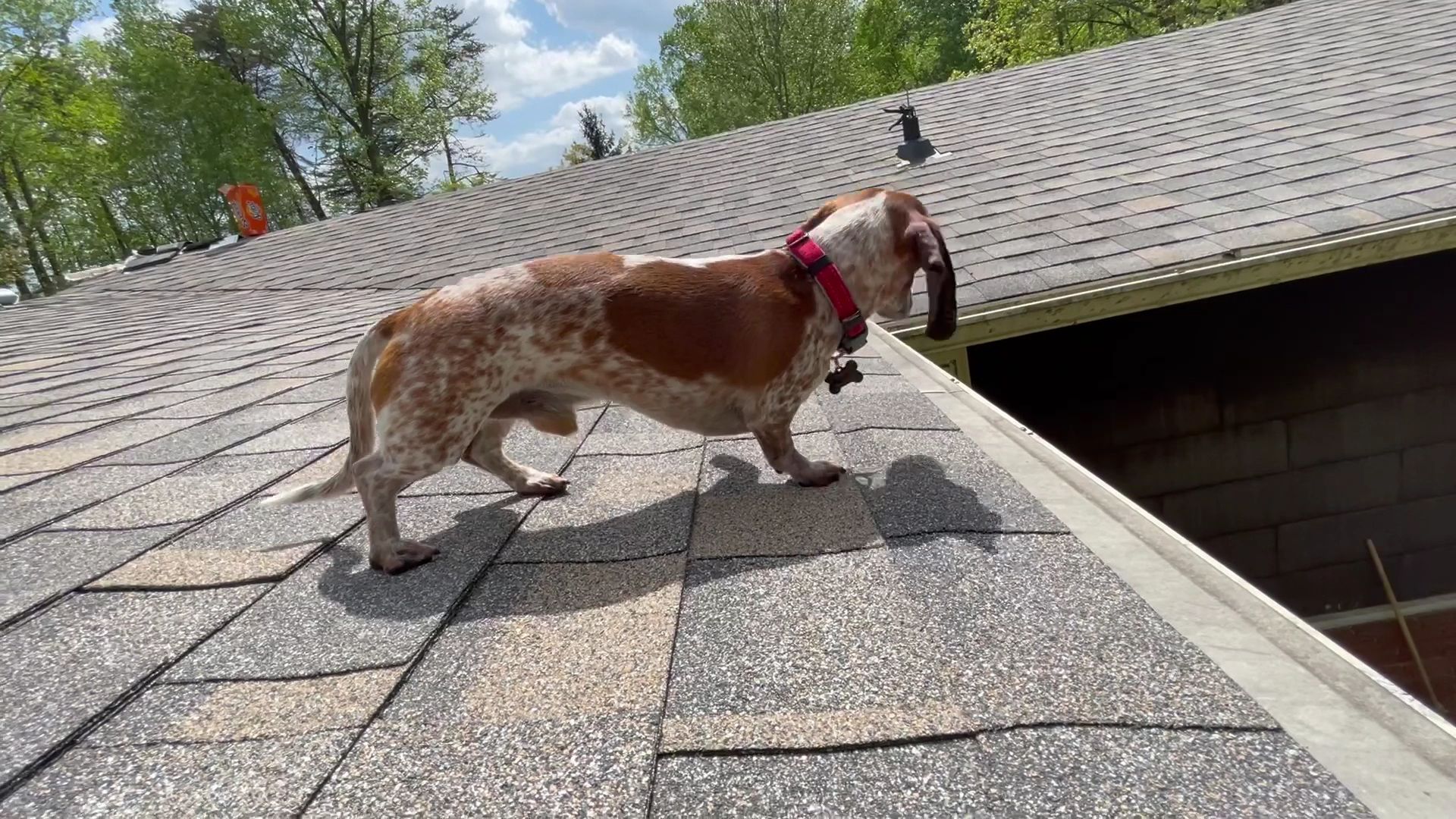 Brown and white goat with red collar standing on a shingled roof near the edge