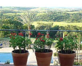 Flores, Plantas e Arvores - Amaryllis Paisagismo e Jardinagem