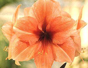 Flores - Amaryllis Paisagismo e Jardinagem