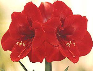 Flores - Amaryllis Paisagismo e Jardinagem