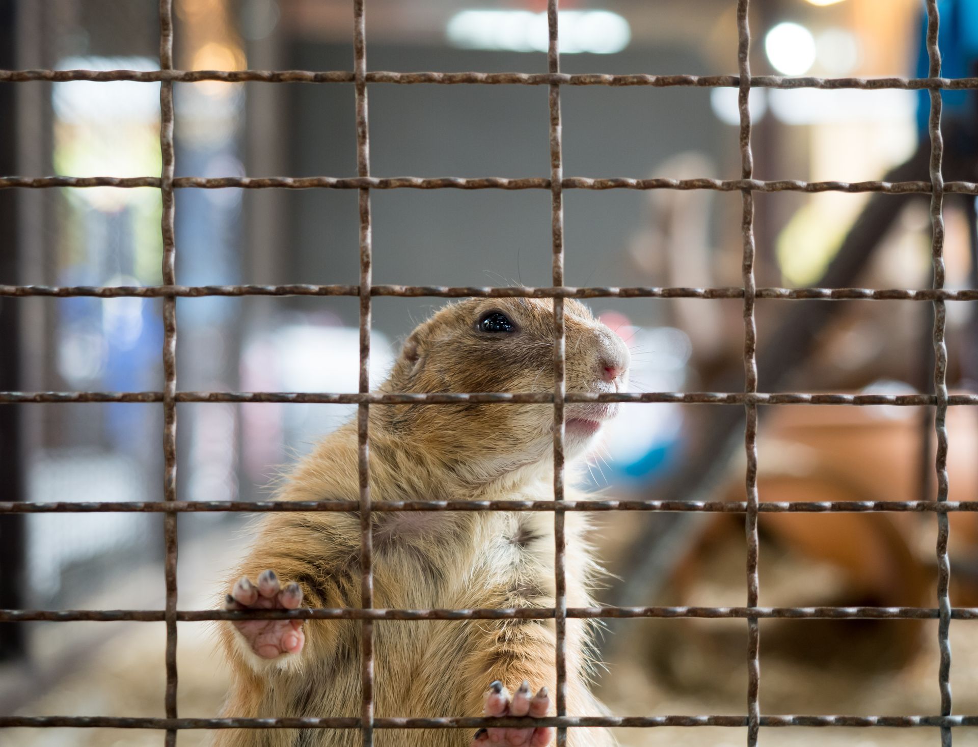 Prairie dog behind a wire mesh fence, looking out with a curious expression. Prairie dog behind a wire mesh fence, looking out with a curious expression.