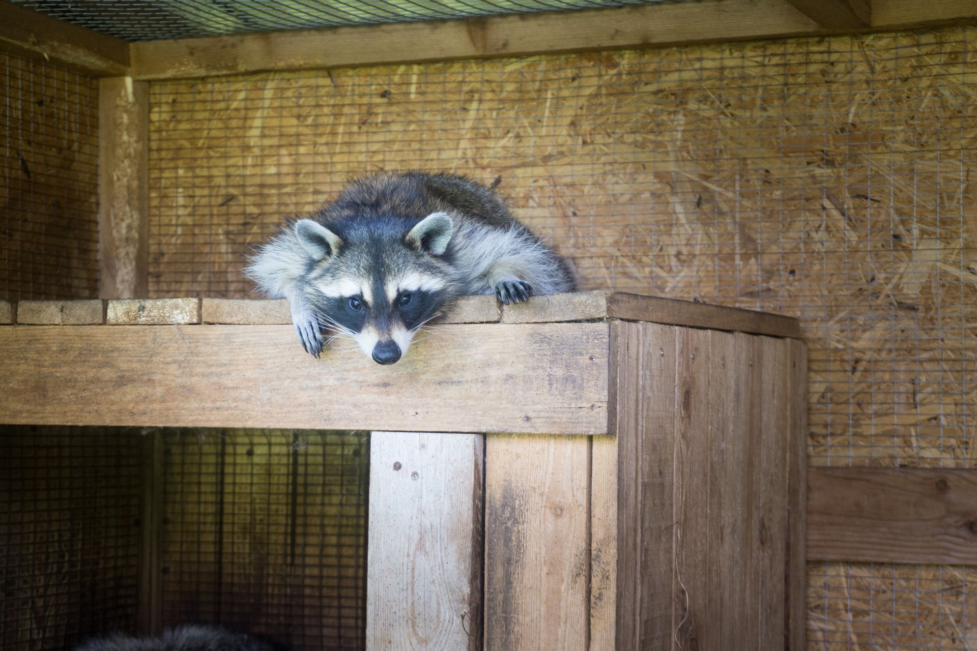 Raccoon resting on a wooden structure, looking down with a curious expression; inside a wooden enclosure. Raccoon resting on a wooden structure, looking down with a curious expression; inside a wooden enclosure.