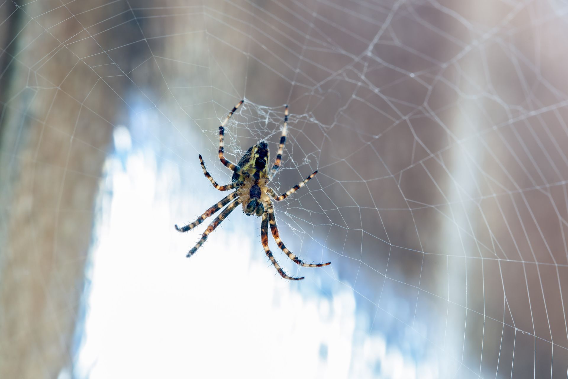 Spider with brown and tan markings on its back, in the center of a web.