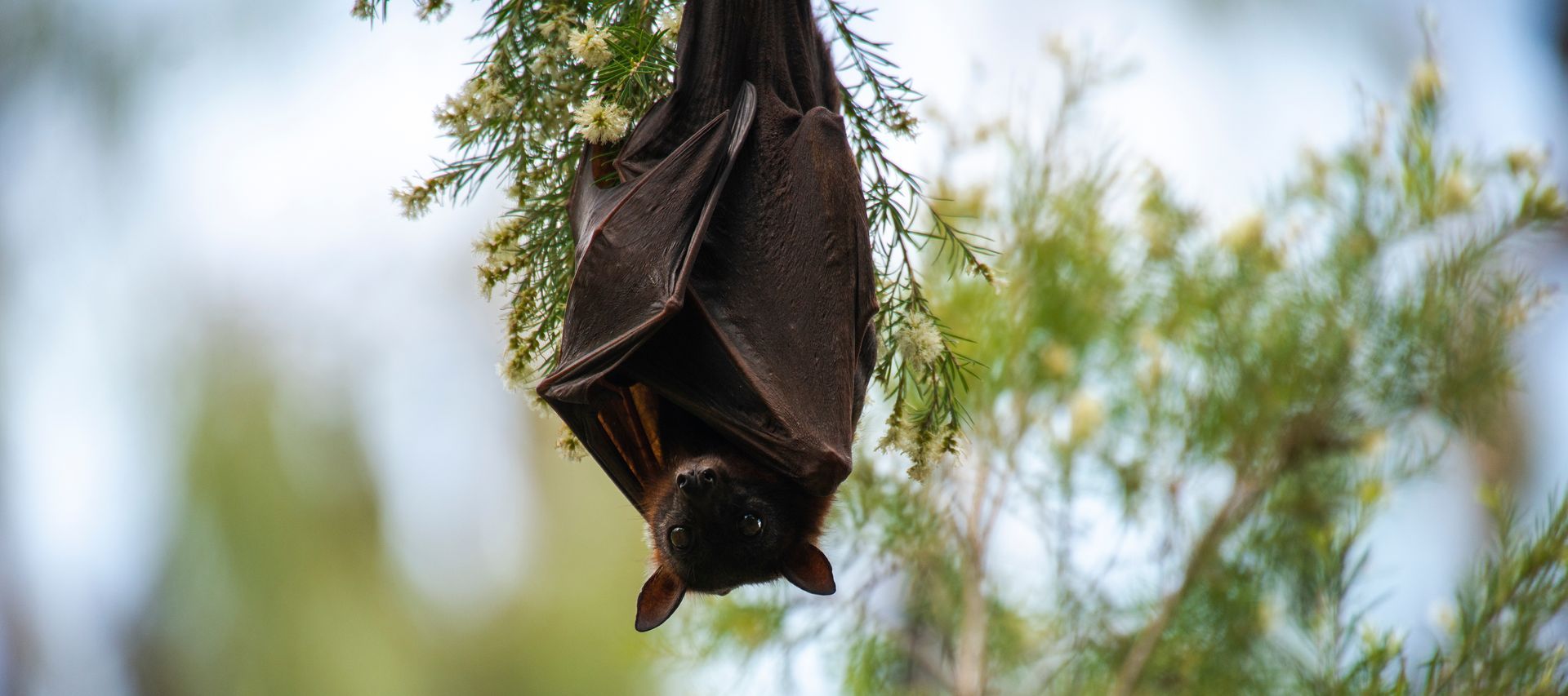 A dark brown bat hangs upside down on a tree branch, surrounded by green leaves and white flowers. A dark brown bat hangs upside down on a tree branch, surrounded by green leaves and white flowers.